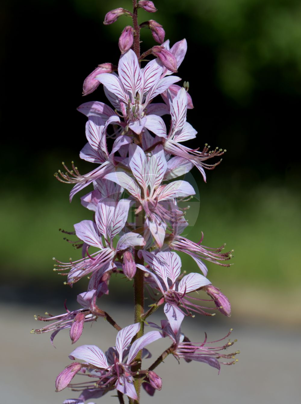 Foto von Dictamnus albus (Diptam - Gasplant). Das Bild zeigt Bluete. Das Foto wurde in Stockholm, Schweden aufgenommen. ---- Photo of Dictamnus albus (Diptam - Gasplant). The image is showing flower. The picture was taken in Stockholm, Sweden.(Dictamnus albus,Diptam,Gasplant,Dictamnus albus,Dictamnus fraxinella,Diptam,Gasplant,Burning Bush,Dittany,Fraxinella,Dictamnus,Diptam,Rutaceae,Rautengewächse,Rue family,Bluete,flower)