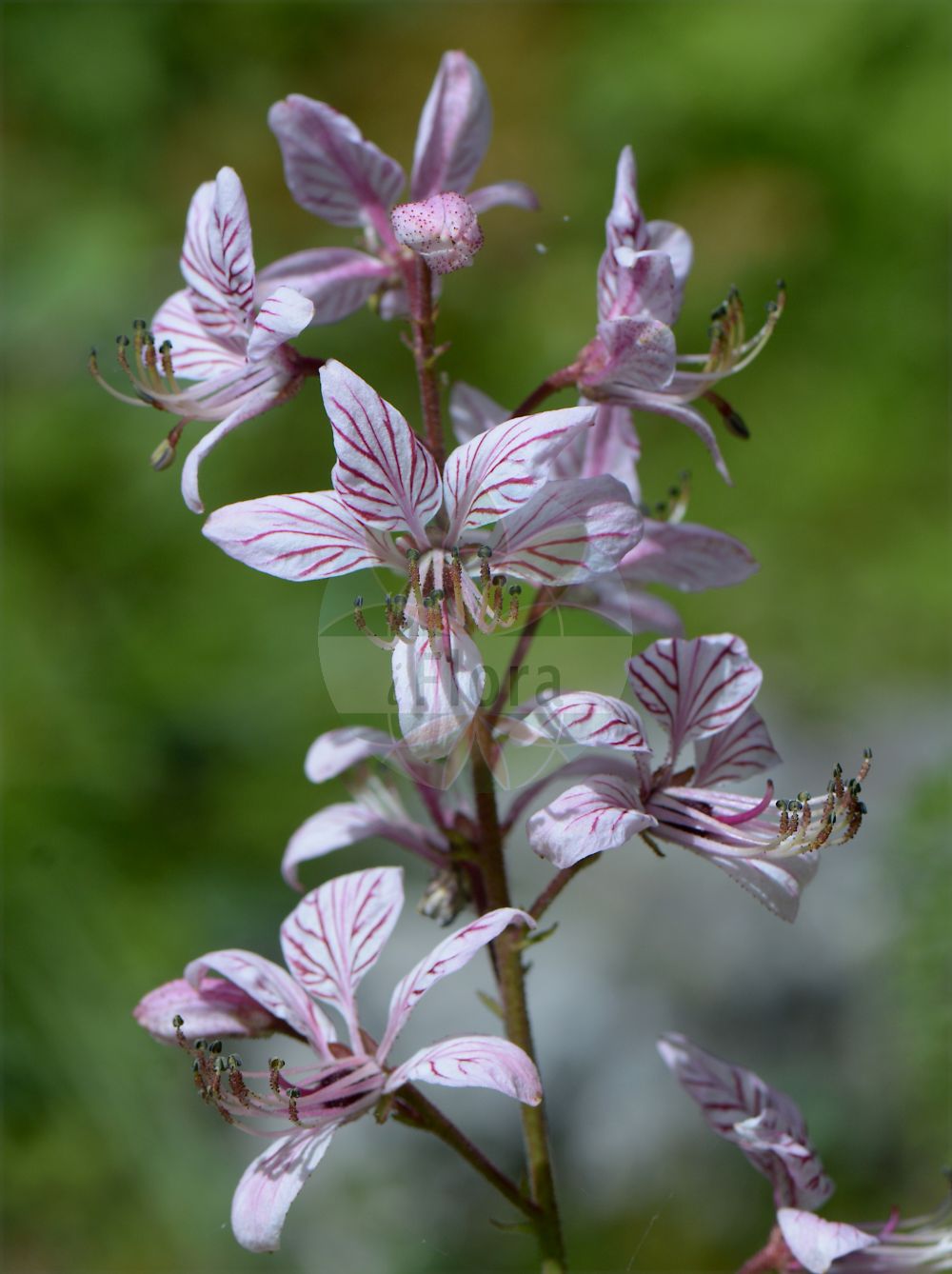 Foto von Dictamnus albus (Diptam - Gasplant). Das Bild zeigt Bluete. Das Foto wurde in Juliana, Trenta, Slowenien aufgenommen. ---- Photo of Dictamnus albus (Diptam - Gasplant). The image is showing flower. The picture was taken in Juliana, Trenta, Slovenia.(Dictamnus albus,Diptam,Gasplant,Dictamnus albus,Dictamnus fraxinella,Diptam,Gasplant,Burning Bush,Dittany,Fraxinella,Dictamnus,Diptam,Rutaceae,Rautengewächse,Rue family,Bluete,flower)