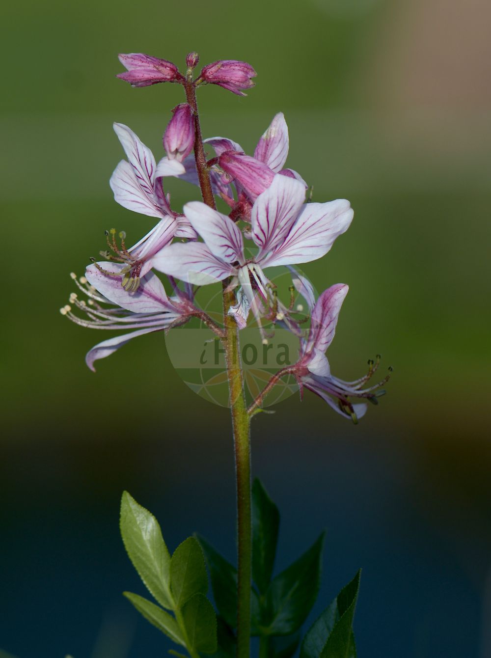 Foto von Dictamnus albus (Diptam - Gasplant). Das Bild zeigt Blatt und Bluete. Das Foto wurde in Kallmuth, Triefenstein, Main-Spessart, Bayern, Deutschland, Fränkische Platte aufgenommen. ---- Photo of Dictamnus albus (Diptam - Gasplant). The image is showing leaf and flower. The picture was taken in Kallmuth, Triefenstein, Main-Spessart, Bavaria, Germany, Fraenkische Platte.(Dictamnus albus,Diptam,Gasplant,Dictamnus albus,Dictamnus fraxinella,Diptam,Gasplant,Burning Bush,Dittany,Fraxinella,Dictamnus,Diptam,Rutaceae,Rautengewächse,Rue family,Blatt,Bluete,leaf,flower)