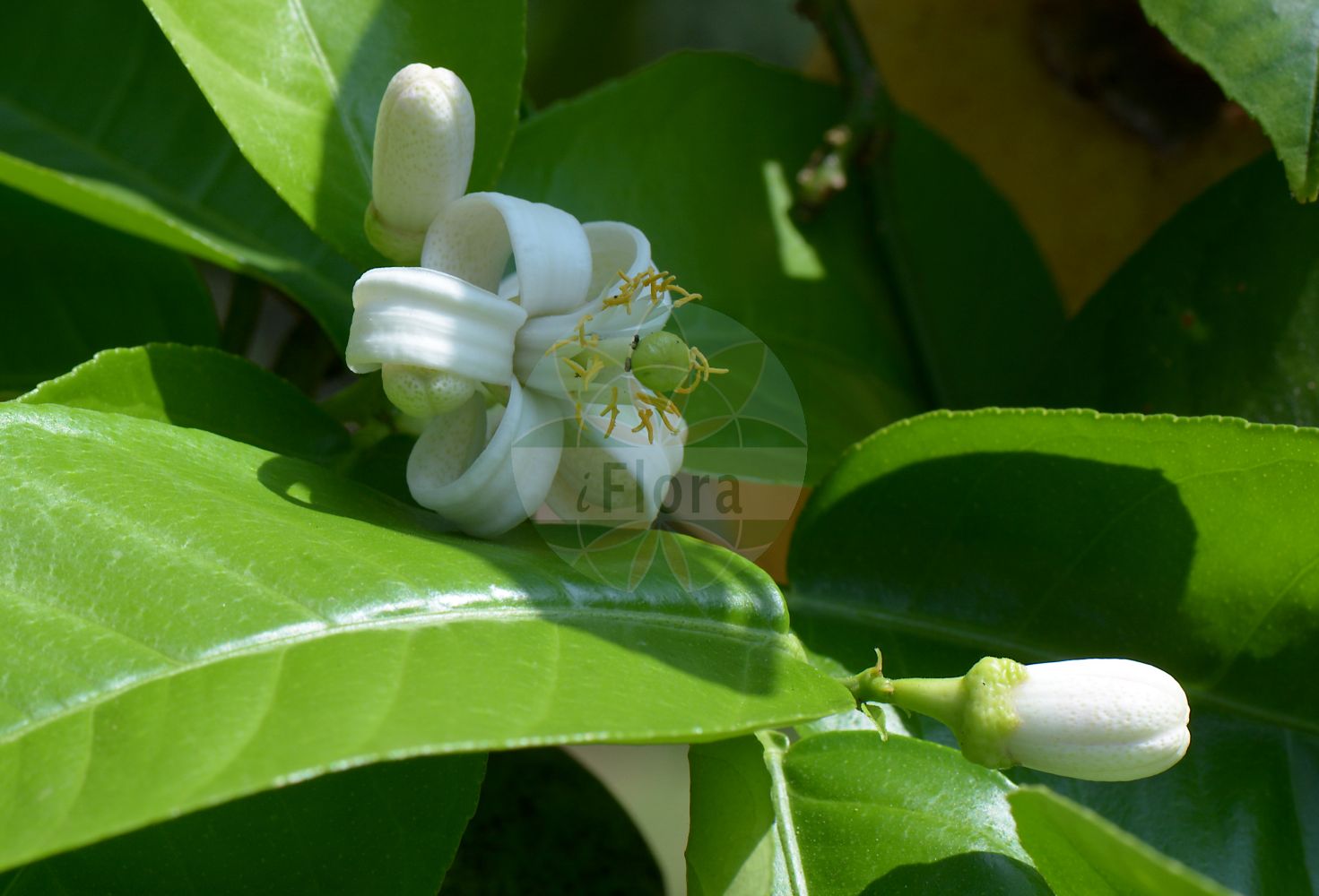 Foto von Citrus limon. Das Bild zeigt Blatt und Bluete. Das Foto wurde in Napoli, Campania, Italien aufgenommen. ---- Photo of Citrus limon. The image is showing leaf and flower. The picture was taken in Napoli, Campania, Italy.(Citrus limon,Citrus,Rutaceae,Rautengewächse,Rue family,Blatt,Bluete,leaf,flower)