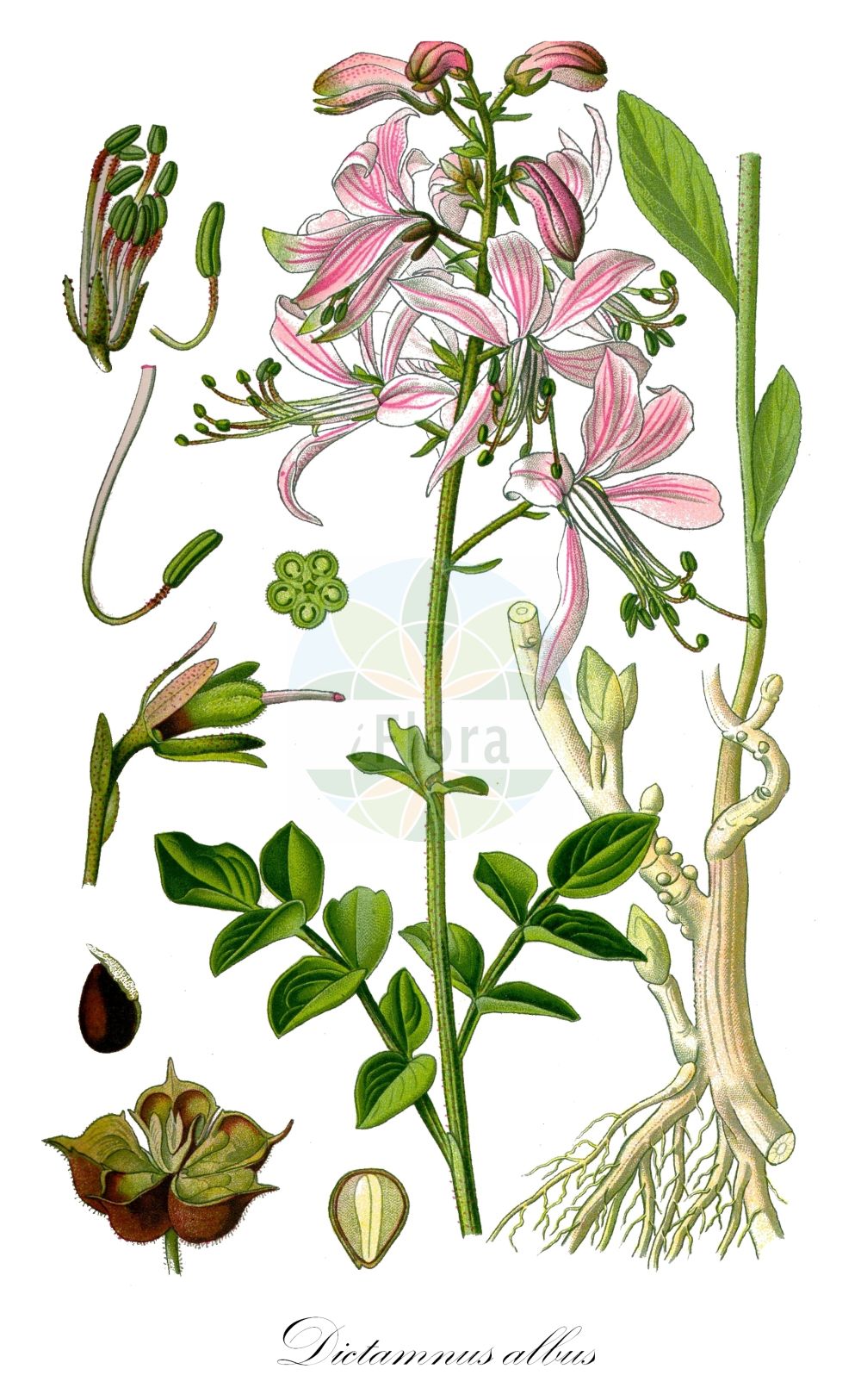 Historische Abbildung von Dictamnus albus (Diptam - Gasplant). Das Bild zeigt Blatt, Bluete, Frucht und Same. ---- Historical Drawing of Dictamnus albus (Diptam - Gasplant). The image is showing leaf, flower, fruit and seed.(Dictamnus albus,Diptam,Gasplant,Dictamnus albus,Dictamnus fraxinella,Diptam,Gasplant,Burning Bush,Dittany,Fraxinella,Dictamnus,Diptam,Rutaceae,Rautengewächse,Rue family,Blatt,Bluete,Frucht,Same,leaf,flower,fruit,seed,Thomé (1885))