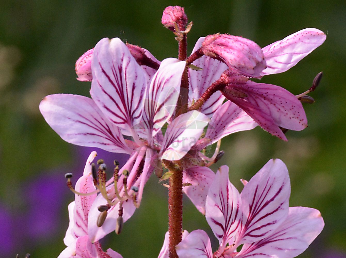 Foto von Dictamnus albus (Diptam - Gasplant). Das Foto wurde in Wien, Österreich aufgenommen. ---- Photo of Dictamnus albus (Diptam - Gasplant). The picture was taken in Vienna, Austria.(Dictamnus albus,Diptam,Gasplant,Dictamnus albus,Dictamnus fraxinella,Diptam,Gasplant,Burning Bush,Dittany,Fraxinella,Dictamnus,Diptam,Rutaceae,Rautengewächse,Rue family)