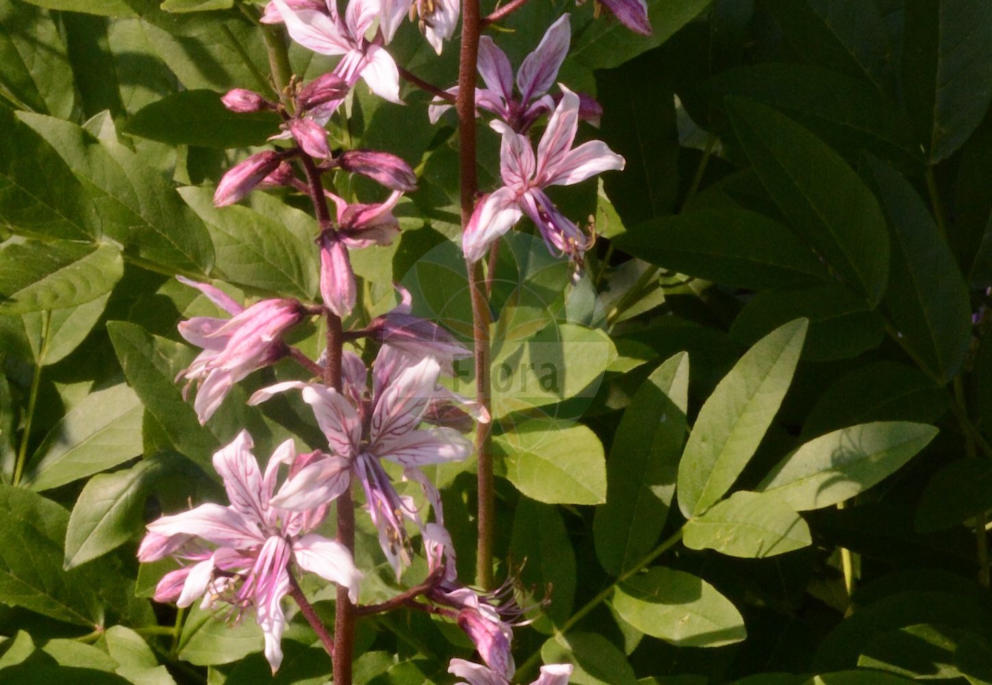 Dictamnus albus - Rutaceae,Plantae,Pteridobiotina,Angiosperms,Sapindales,Rutaceae,Dictamnus,Dictamnus albus,Dictamnus albus subsp. caucasicus, Dictamnus albus subsp. dasycarpus, Dictamnus albus subsp. dasycarpus, Dictamnus albus subsp. gymnostylis, Dictamnus albus subsp. turkestanicus, Dictamnus albus var. bucharicus, Dictamnus albus var. gynodynamicus, Dictamnus albus var. macedonicus, Dictamnus altaicus, Dictamnus angustifolius, Dictamnus caucasicus, Dictamnus dasycarpus f. velutinus, Dictamnus dasycarpus var. velutinus, Dictamnus davuricus, Dictamnus fraxinella, Dictamnus fraxinella var. caucasica, Dictamnus generalis, Dictamnus gymnostylis, Dictamnus himalayanus, Dictamnus himalayensis, Dictamnus hispanicus, Dictamnus macedonicus, Dictamnus major, Dictamnus microphyllus, Dictamnus obtusiflorus, Dictamnus odorus, Dictamnus sessilis, Dictamnus solitarius, Dictamnus suffultus, Dictamnus tadshikorum, Fraxinella alba, Fraxinella dictamnus,Gewöhnlicher Diptam;Diptam;Weißer Diptam;gasplant;burning bush;dittany;fraxinella;Dictame blanc;Fraxinelle;dictamne blanc;buisson ardent;dictame des boutiques;petit frêne;dictamo;alfábega de pastor;díctamo;dictamo blanco;fresnillo;díctamo blanco;hierba gitana;fraxinela;tarraguilla;tarraguillo;timón real;Dittamo;Frassinella;dittamo bianco;dittamo albo;limonella;vuurwerkplant;ясенец белый;gazelotu;dishëll;dictam;alfábega de pastor;gitam;llatimó;gitam castellano;lletimó;herba gitana;timó reial;herba gitanera;bijeli jasenak;Moses brinnande buske;dyptam jesionolistny;navadni jesenček;nagy ezerjófű;třemdava bílá;frasinel;frăsinel;jasenec biely;ясенець білий;ясенець голостовпчиковий;росен;δίκταμος λευκός;diktamoa;odol-belarra;bái xiān;白鲜