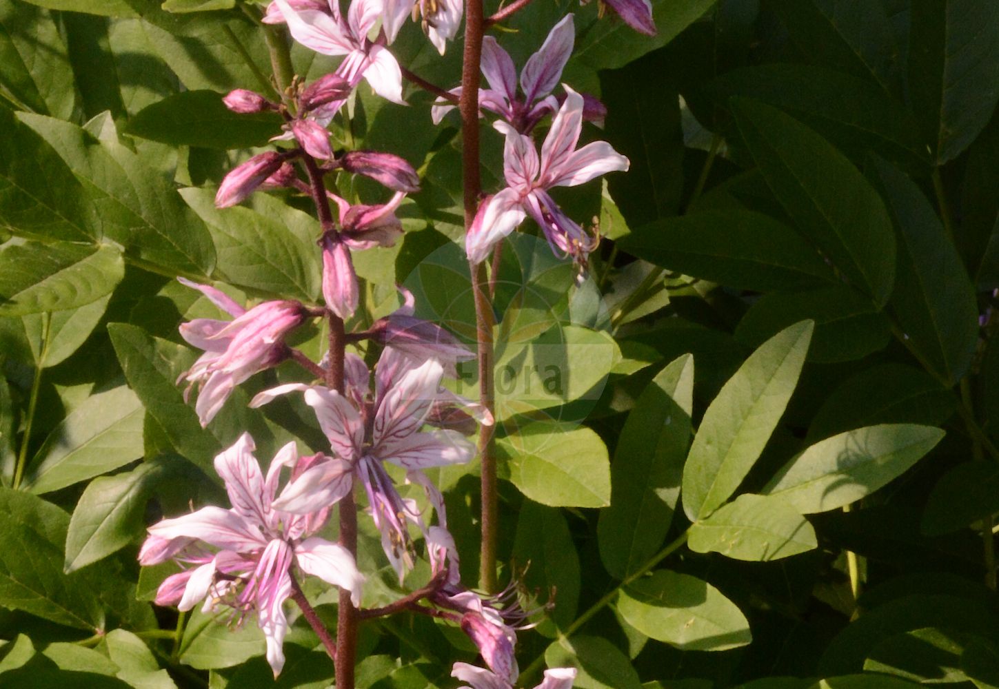 Foto von Dictamnus albus (Diptam - Gasplant). Das Foto wurde in Wien, Österreich aufgenommen. ---- Photo of Dictamnus albus (Diptam - Gasplant). The picture was taken in Vienna, Austria.(Dictamnus albus,Diptam,Gasplant,Dictamnus albus,Dictamnus fraxinella,Diptam,Gasplant,Burning Bush,Dittany,Fraxinella,Dictamnus,Diptam,Rutaceae,Rautengewächse,Rue family)