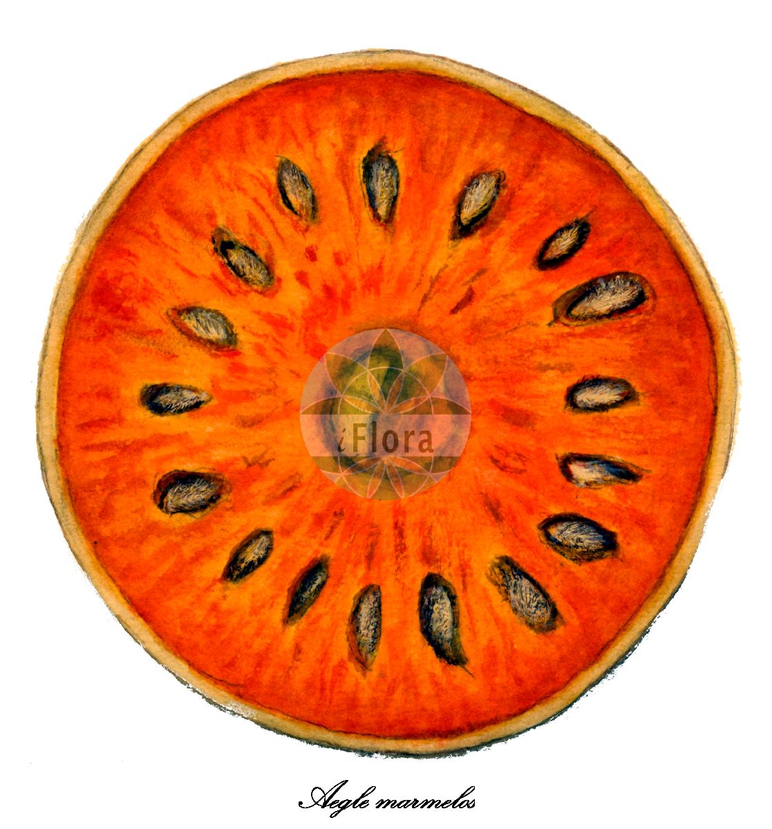 Aegle marmelos - Rutaceae,Plantae,Pteridobiotina,Angiosperms,Sapindales,Rutaceae,Aegle,Aegle marmelos,Aegle marmelos var. mahurensis, Belou marmelos, Bilacus marmelos, Crateva marmelos, Crateva religiosa, Feronia pellucida