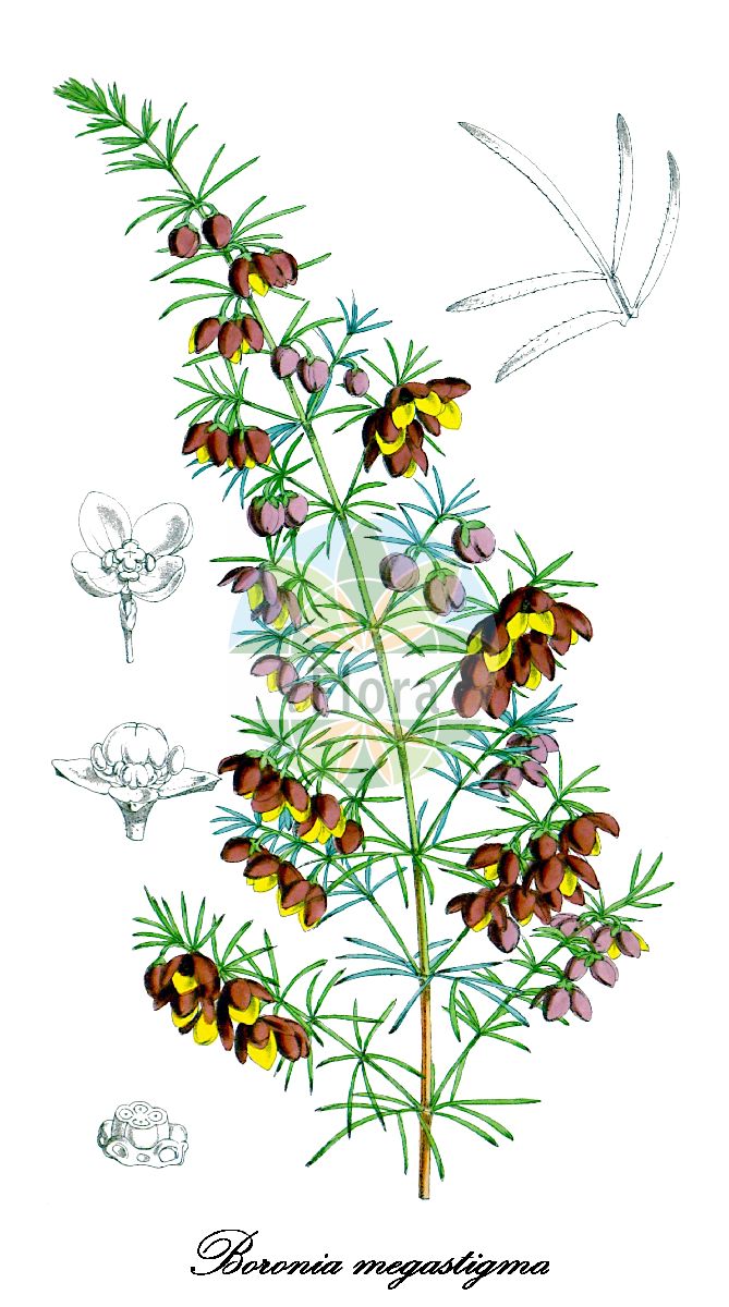 Historische Abbildung von Boronia megastigma. Das Bild zeigt Blatt, Bluete, Frucht und Same. ---- Historical Drawing of Boronia megastigma. The image is showing leaf, flower, fruit and seed.(Boronia megastigma,Boronia,Korallenraute,Rutaceae,Rautengewächse,Rue family,Blatt,Bluete,Frucht,Same,leaf,flower,fruit,seed,Curtis Botanical Magazine (1873))