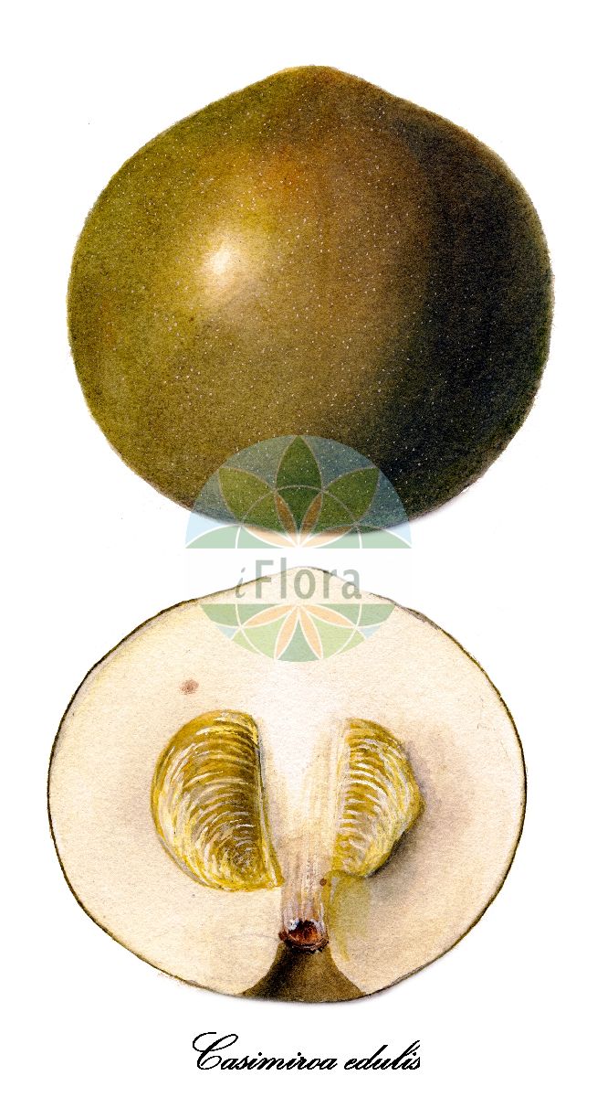 Historische Abbildung von Casimiroa edulis. Das Bild zeigt Blatt, Bluete, Frucht und Same. ---- Historical Drawing of Casimiroa edulis. The image is showing leaf, flower, fruit and seed.(Casimiroa edulis,Casimiroa,Rutaceae,Rautengewächse,Rue family,Blatt,Bluete,Frucht,Same,leaf,flower,fruit,seed,USDA Pomological Watercolor Collection (1901))