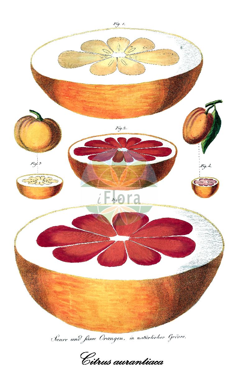 Historische Abbildung von Citrus aurantiaca. Das Bild zeigt Blatt, Bluete, Frucht und Same. ---- Historical Drawing of Citrus aurantiaca. The image is showing leaf, flower, fruit and seed.(Citrus aurantiaca,Citrus,Zitrone,Rutaceae,Rautengewächse,Rue family,Blatt,Bluete,Frucht,Same,leaf,flower,fruit,seed,Bertuch (1815-1824))