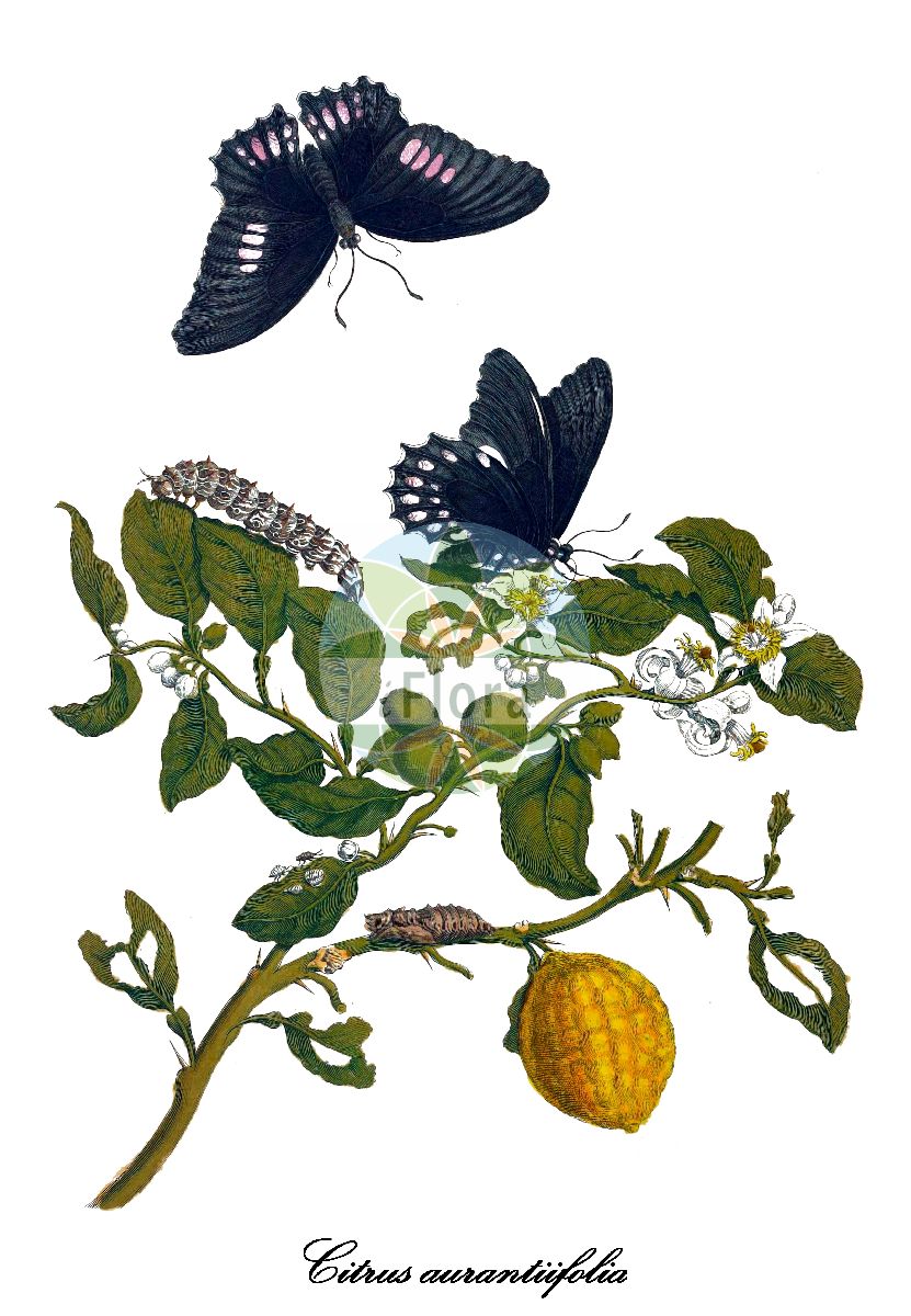 Historische Abbildung von Citrus aurantiifolia (Echte Limette). Das Bild zeigt Blatt, Bluete, Frucht und Same. ---- Historical Drawing of Citrus aurantiifolia (Echte Limette). The image is showing leaf, flower, fruit and seed.(Citrus aurantiifolia,Echte Limette,Mexikanische Limette,Saure Limette,Citrus,Zitrone,Rutaceae,Rautengewächse,Rue family,Blatt,Bluete,Frucht,Same,leaf,flower,fruit,seed,Merian (1714))