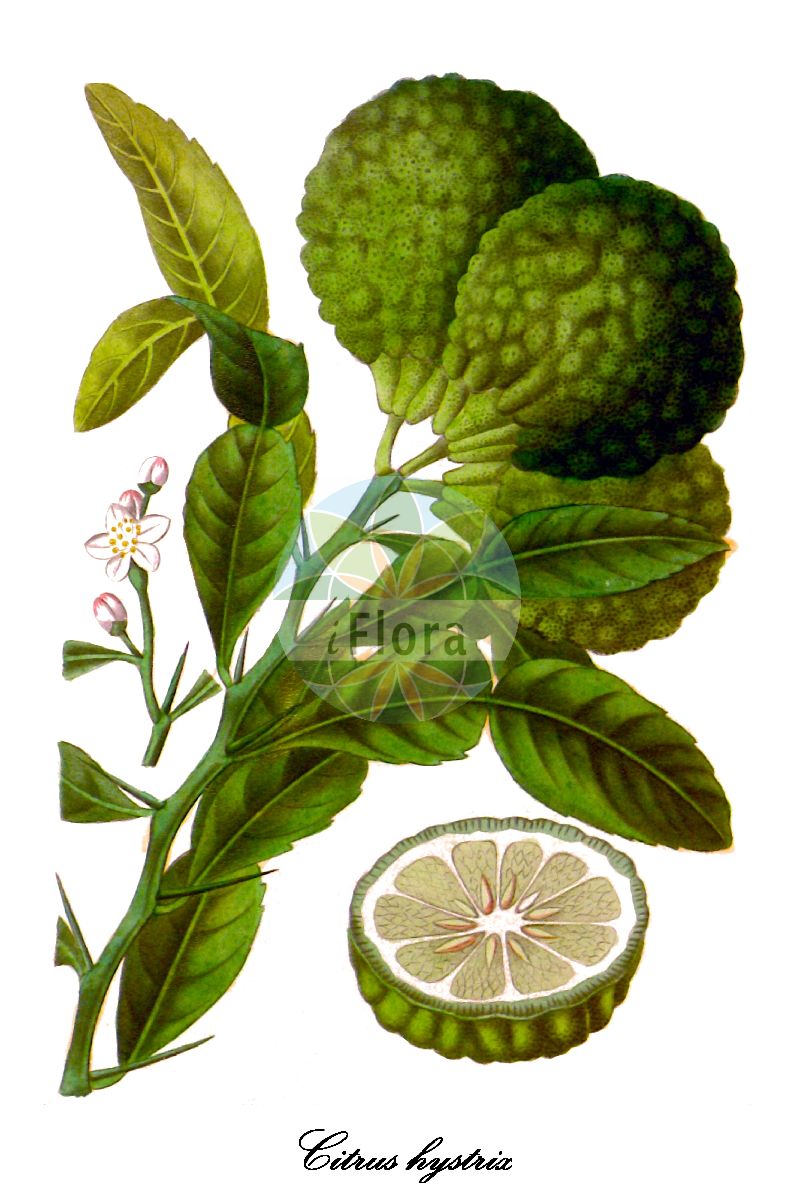 Historische Abbildung von Citrus hystrix (Kafir-Limette). Das Bild zeigt Blatt, Bluete, Frucht und Same. ---- Historical Drawing of Citrus hystrix (Kafir-Limette). The image is showing leaf, flower, fruit and seed.(Citrus hystrix,Kafir-Limette,Citrus,Zitrone,Rutaceae,Rautengewächse,Rue family,Blatt,Bluete,Frucht,Same,leaf,flower,fruit,seed,Annales de flore et de pomone (1817-1842))