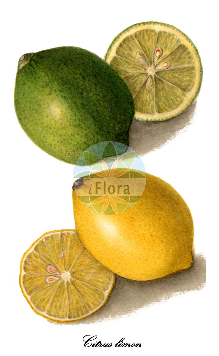 Historische Abbildung von Citrus limon (Citrone). Das Bild zeigt Blatt, Bluete, Frucht und Same. ---- Historical Drawing of Citrus limon (Citrone). The image is showing leaf, flower, fruit and seed.(Citrus limon,Citrone,Lemandarin,Limone,Mandarinen-Limette,Rangpur,Volkamer Zitrone,Zitrone,Citrus,Zitrone,Rutaceae,Rautengewächse,Rue family,Blatt,Bluete,Frucht,Same,leaf,flower,fruit,seed,USDA Pomological Watercolor Collection (1872-1948))