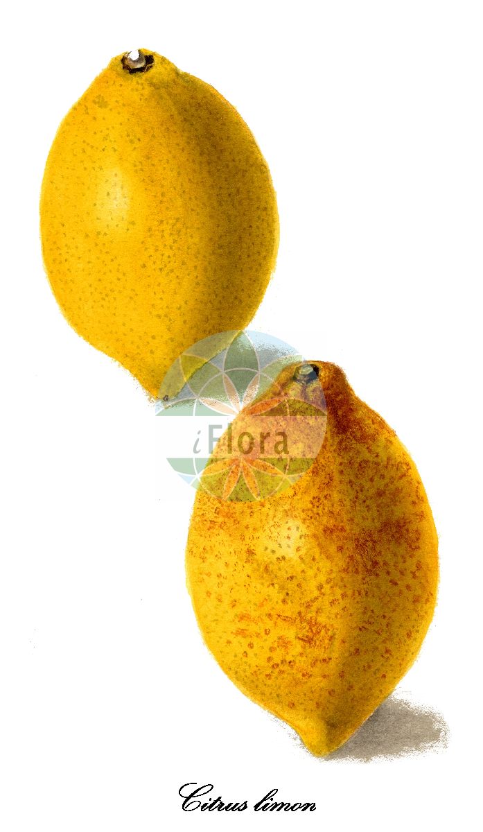 Historische Abbildung von Citrus limon (Citrone). Das Bild zeigt Blatt, Bluete, Frucht und Same. ---- Historical Drawing of Citrus limon (Citrone). The image is showing leaf, flower, fruit and seed.(Citrus limon,Citrone,Lemandarin,Limone,Mandarinen-Limette,Rangpur,Volkamer Zitrone,Zitrone,Citrus,Zitrone,Rutaceae,Rautengewächse,Rue family,Blatt,Bluete,Frucht,Same,leaf,flower,fruit,seed,USDA Pomological Watercolor Collection (1872-1948))