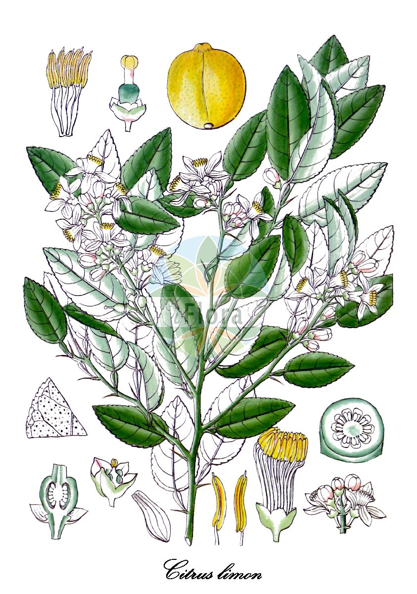 Citrus limon - Rutaceae,Plantae,Pteridobiotina,Angiosperms,Sapindales,Rutaceae,Citrus,Citrus limon,Citrus adamii, Citrus aurantium subsp. bergamia, Citrus aurantium subsp. bergamia, Citrus aurantium var. mellarosa, Citrus aurata, Citrus bergamia, Citrus bergamia subsp. mellarosa, Citrus bergamia var. parva, Citrus bergamota, Citrus limetta, Citrus limetta subsp. murcica, Citrus limettioides, Citrus limodulcis, Citrus limon var. pompia, Citrus limonelloides, Citrus limonia, Citrus limonia var. digitata, Citrus limonum, Citrus medica f. limon, Citrus medica f. limon, Citrus medica subsp. limonia, Citrus medica subsp. limonum, Citrus medica var. limon, Citrus medica var. limonum, Citrus medica var. limonum, Citrus mellarosa, Citrus mellarosa var. plena, Citrus mellarosa var. vulgaris, Citrus meyeri, Citrus meyerii, Citrus volkameriana, Citrus vulgaris, Citrus vulgaris, Limon vulgaris,Bergamotte;Citrone;Limone;Zitrone;Bergamottzitrone;Lemandarin;Mandarinen-Limette;Rangpur;Volkamer Zitrone;Bergamotte