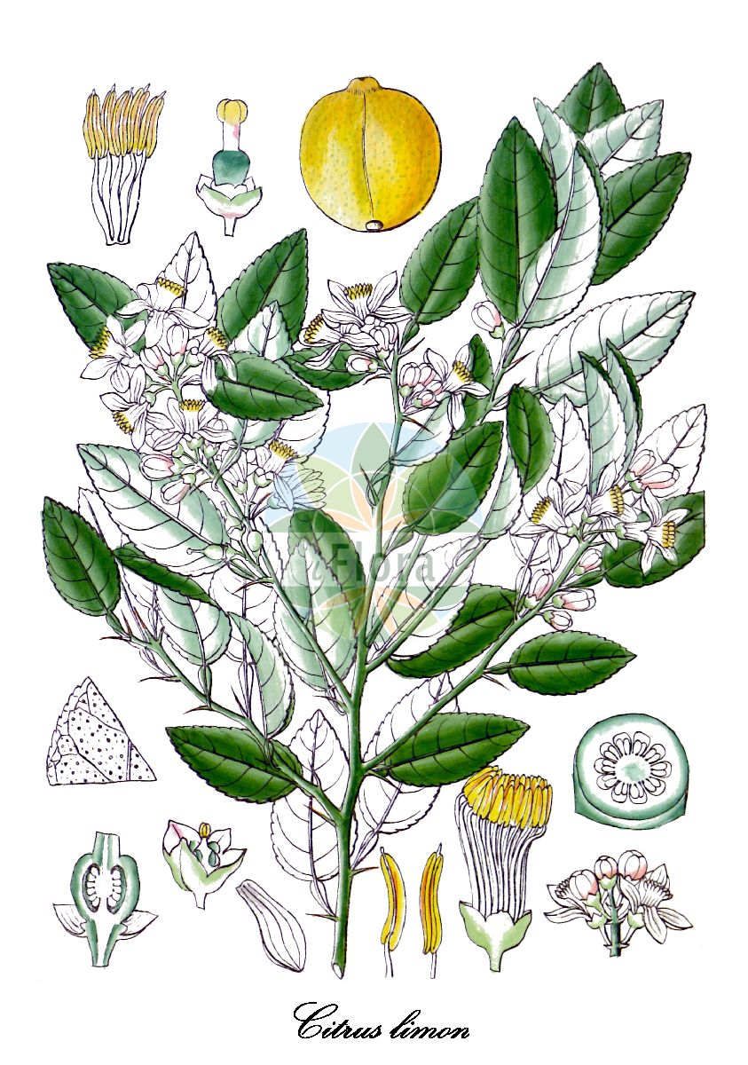 Historische Abbildung von Citrus limon (Citrone). Das Bild zeigt Blatt, Bluete, Frucht und Same. ---- Historical Drawing of Citrus limon (Citrone). The image is showing leaf, flower, fruit and seed.(Citrus limon,Citrone,Lemandarin,Limone,Mandarinen-Limette,Rangpur,Volkamer Zitrone,Zitrone,Citrus,Zitrone,Rutaceae,Rautengewächse,Rue family,Blatt,Bluete,Frucht,Same,leaf,flower,fruit,seed,Wight (1846-1851))