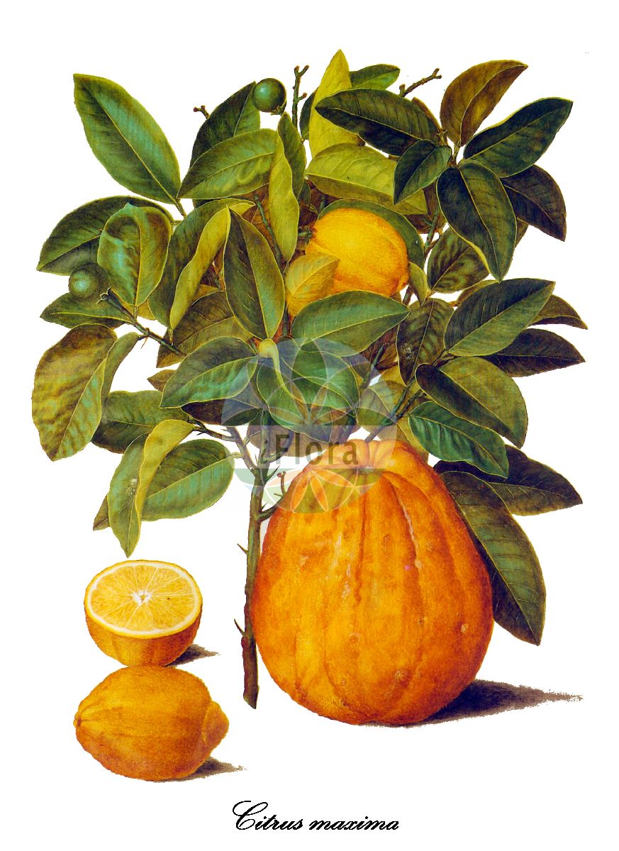 Historische Abbildung von Citrus maxima (Pampelmuse). Das Bild zeigt Blatt, Bluete, Frucht und Same. ---- Historical Drawing of Citrus maxima (Pampelmuse). The image is showing leaf, flower, fruit and seed.(Citrus maxima,Pampelmuse,Aurantium maximum,Citrus grandis,Citrus,Zitrone,Rutaceae,Rautengewächse,Rue family,Blatt,Bluete,Frucht,Same,leaf,flower,fruit,seed,Holtzbecker (1649-1659))