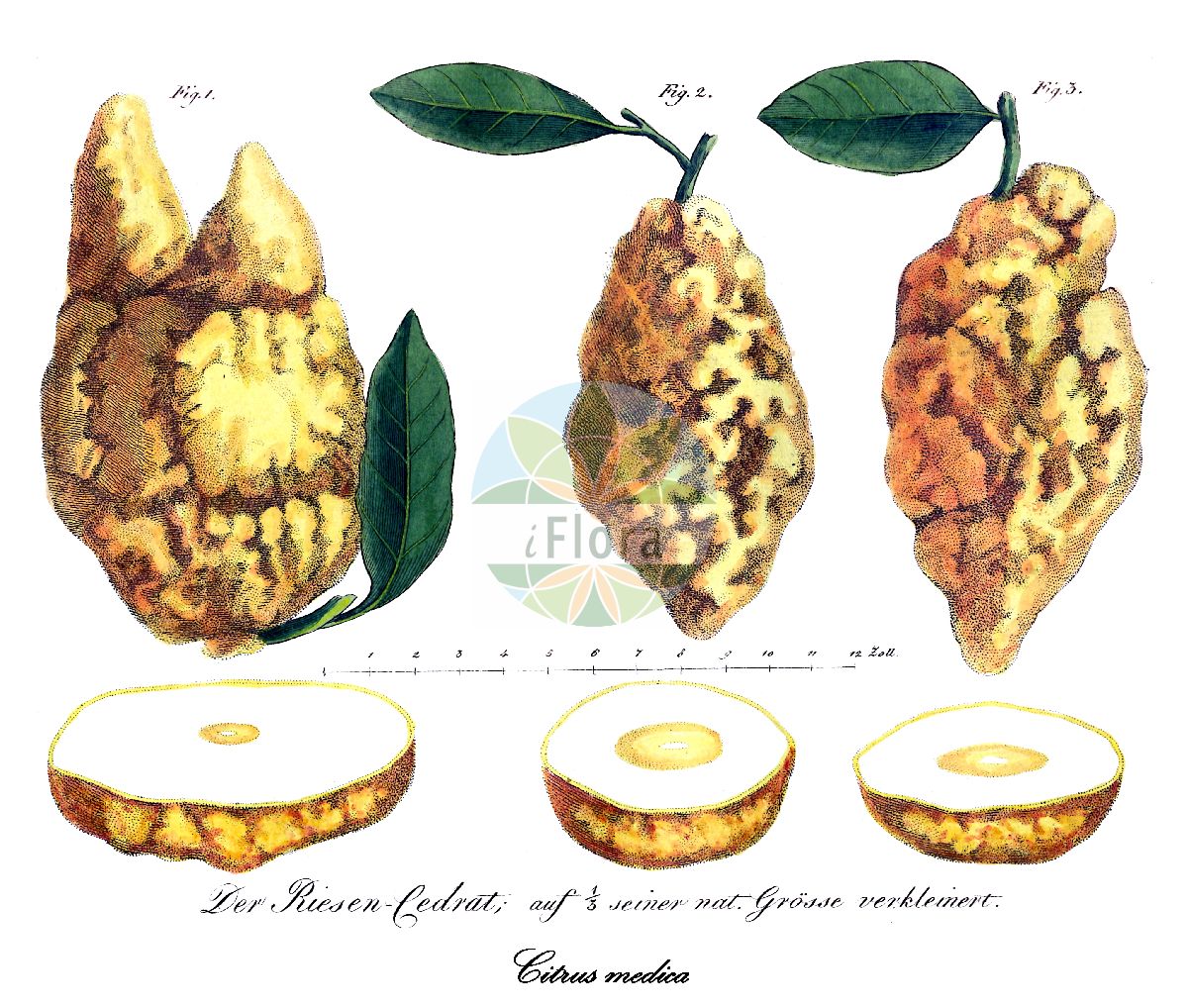 Historische Abbildung von Citrus medica (Buddah´s Hand). Das Bild zeigt Blatt, Bluete, Frucht und Same. ---- Historical Drawing of Citrus medica (Buddah´s Hand). The image is showing leaf, flower, fruit and seed.(Citrus medica,Buddah´s Hand,Citrus,Zitrone,Rutaceae,Rautengewächse,Rue family,Blatt,Bluete,Frucht,Same,leaf,flower,fruit,seed,Bertuch (1815-1824))