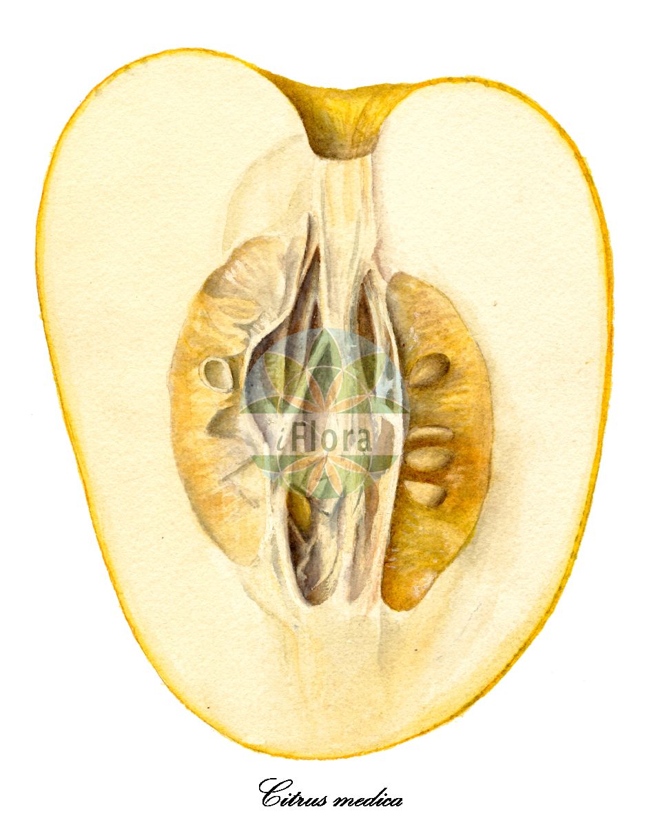 Historische Abbildung von Citrus medica (Buddah´s Hand). Das Bild zeigt Blatt, Bluete, Frucht und Same. ---- Historical Drawing of Citrus medica (Buddah´s Hand). The image is showing leaf, flower, fruit and seed.(Citrus medica,Buddah´s Hand,Citrus,Zitrone,Rutaceae,Rautengewächse,Rue family,Blatt,Bluete,Frucht,Same,leaf,flower,fruit,seed,USDA Pomological Watercolor Collection (1872-1948))