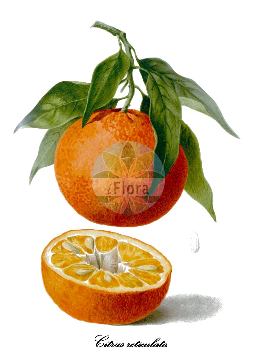 Historische Abbildung von Citrus reticulata (Mandarine). Das Bild zeigt Blatt, Bluete, Frucht und Same. ---- Historical Drawing of Citrus reticulata (Mandarine). The image is showing leaf, flower, fruit and seed.(Citrus reticulata,Mandarine,Citrus,Zitrone,Rutaceae,Rautengewächse,Rue family,Blatt,Bluete,Frucht,Same,leaf,flower,fruit,seed,Revue horticole (1852))