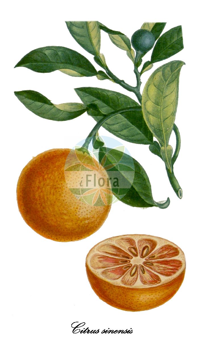 Historische Abbildung von Citrus sinensis (Orange). Das Bild zeigt Blatt, Bluete, Frucht und Same. ---- Historical Drawing of Citrus sinensis (Orange). The image is showing leaf, flower, fruit and seed.(Citrus sinensis,Orange,Apfelsine,Citrus,Zitrone,Rutaceae,Rautengewächse,Rue family,Blatt,Bluete,Frucht,Same,leaf,flower,fruit,seed,Descourtilz (1821-1829))