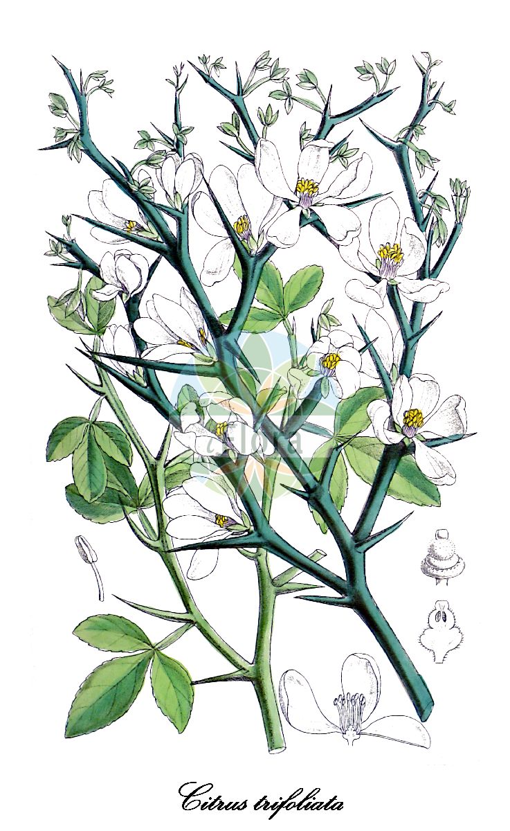 Historische Abbildung von Citrus trifoliata (Dreiblättrige Zitrone). Das Bild zeigt Blatt, Bluete, Frucht und Same. ---- Historical Drawing of Citrus trifoliata (Dreiblättrige Zitrone). The image is showing leaf, flower, fruit and seed.(Citrus trifoliata,Dreiblättrige Zitrone,Poncirus trifoliata,Citrus,Zitrone,Rutaceae,Rautengewächse,Rue family,Blatt,Bluete,Frucht,Same,leaf,flower,fruit,seed,Curtis Botanical Magazine (1880))