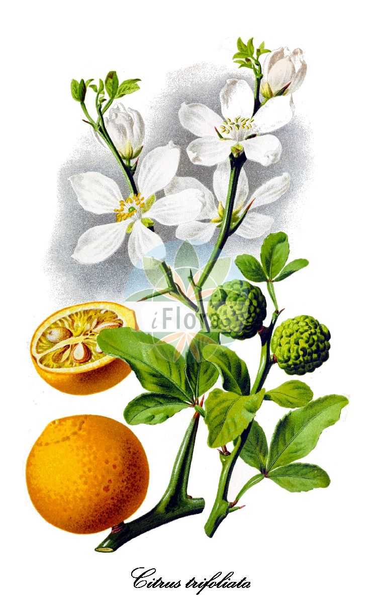 Historische Abbildung von Citrus trifoliata (Dreiblättrige Zitrone). Das Bild zeigt Blatt, Bluete, Frucht und Same. ---- Historical Drawing of Citrus trifoliata (Dreiblättrige Zitrone). The image is showing leaf, flower, fruit and seed.(Citrus trifoliata,Dreiblättrige Zitrone,Poncirus trifoliata,Citrus,Zitrone,Rutaceae,Rautengewächse,Rue family,Blatt,Bluete,Frucht,Same,leaf,flower,fruit,seed,Revue horticole (1885))