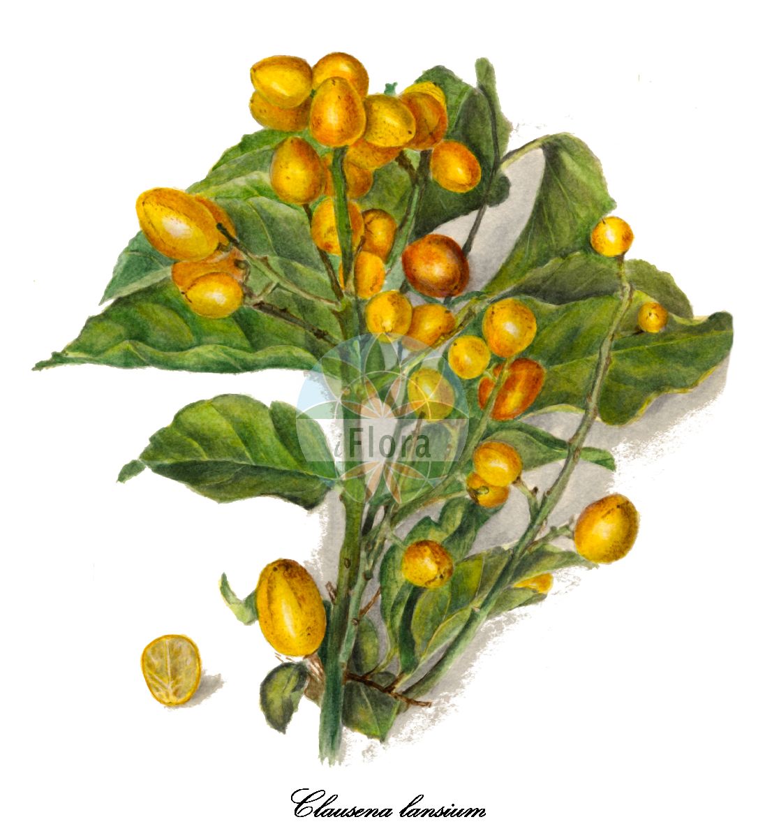 Rutaceae Rutaceae