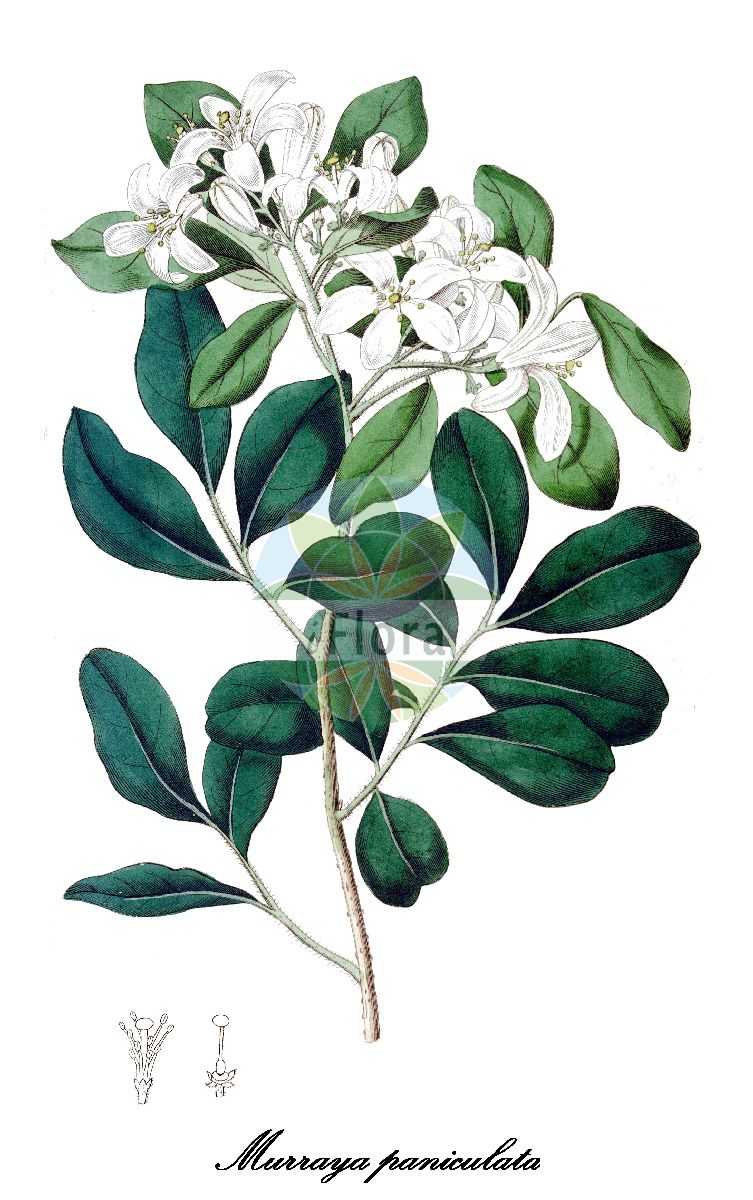 Historische Abbildung von Murraya paniculata (Falscher Jasmin). Das Bild zeigt Blatt, Bluete, Frucht und Same. ---- Historical Drawing of Murraya paniculata (Falscher Jasmin). The image is showing leaf, flower, fruit and seed.(Murraya paniculata,Falscher Jasmin,Orangenraute,Murraya,Rutaceae,Rautengewächse,Rue family,Blatt,Bluete,Frucht,Same,leaf,flower,fruit,seed,Botanical Register (1815-1828))