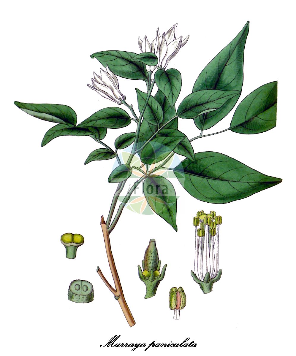 Historische Abbildung von Murraya paniculata (Falscher Jasmin). Das Bild zeigt Blatt, Bluete, Frucht und Same. ---- Historical Drawing of Murraya paniculata (Falscher Jasmin). The image is showing leaf, flower, fruit and seed.(Murraya paniculata,Falscher Jasmin,Orangenraute,Murraya,Rutaceae,Rautengewächse,Rue family,Blatt,Bluete,Frucht,Same,leaf,flower,fruit,seed,Hooker (1823-1827))