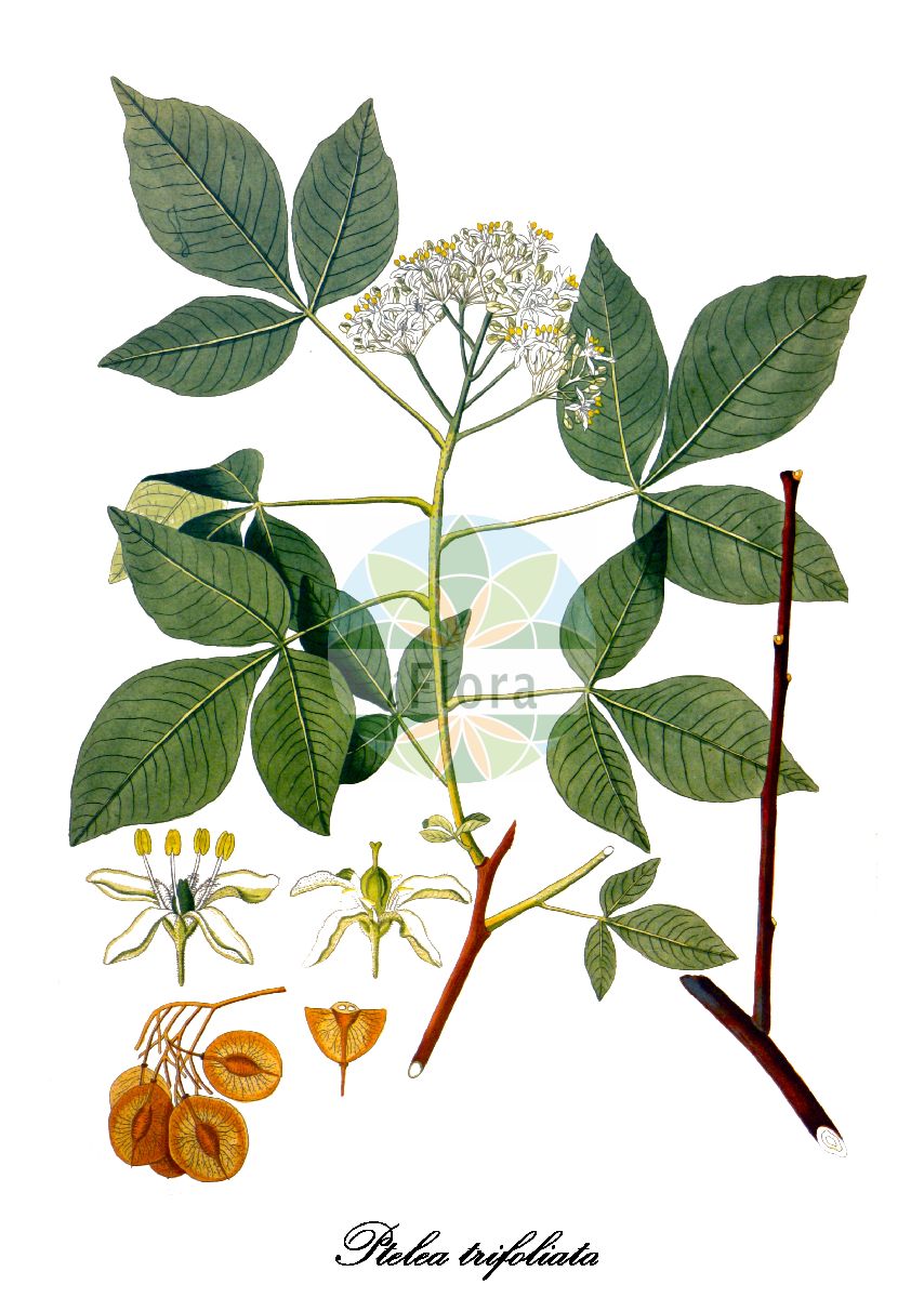 Historische Abbildung von Ptelea trifoliata (Dreiblättriger Lederstrauch). Das Bild zeigt Blatt, Bluete, Frucht und Same. ---- Historical Drawing of Ptelea trifoliata (Dreiblättriger Lederstrauch). The image is showing leaf, flower, fruit and seed.(Ptelea trifoliata,Dreiblättriger Lederstrauch,Ptelea,Lederstrauch,Rutaceae,Rautengewächse,Rue family,Blatt,Bluete,Frucht,Same,leaf,flower,fruit,seed,Krauss (1802ff))