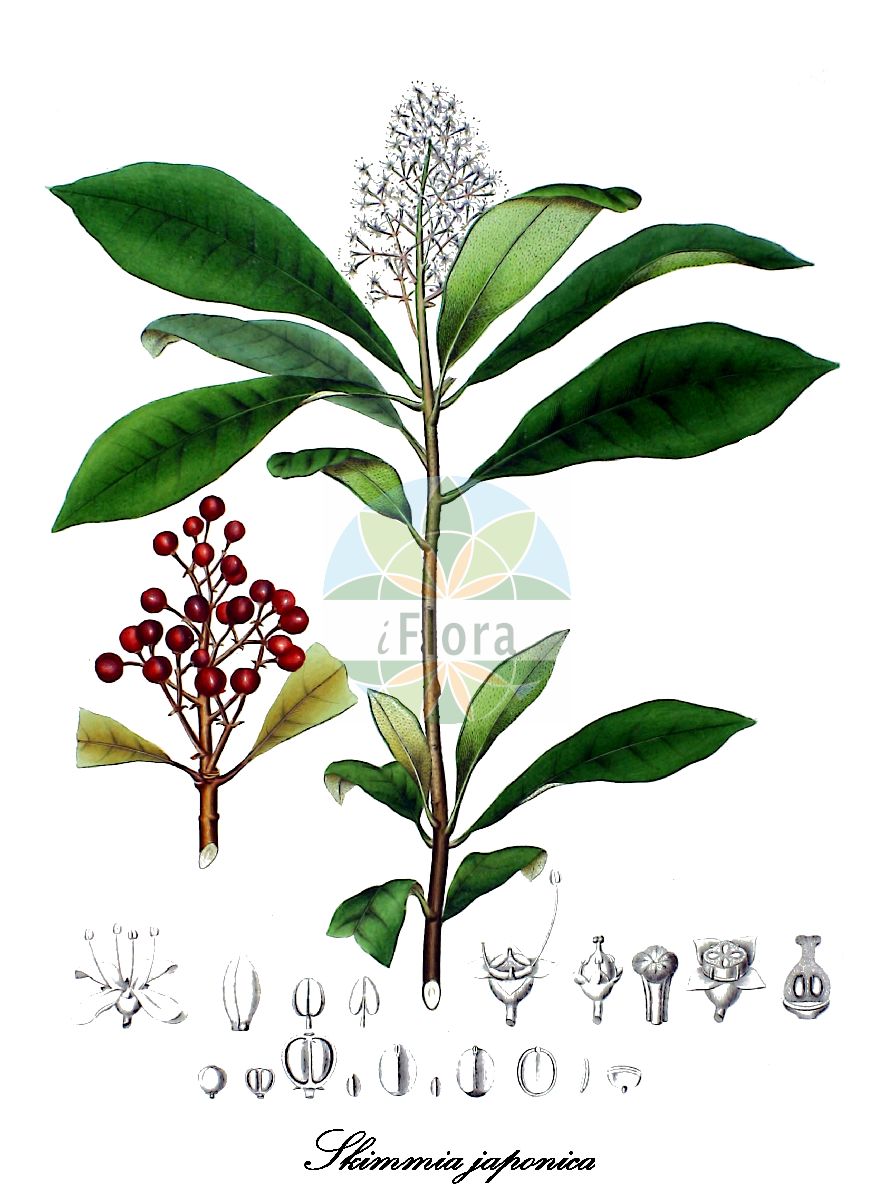 Historische Abbildung von Skimmia japonica (Japanische Skimmie). Das Bild zeigt Blatt, Bluete, Frucht und Same. ---- Historical Drawing of Skimmia japonica (Japanische Skimmie). The image is showing leaf, flower, fruit and seed.(Skimmia japonica,Japanische Skimmie,Skimmia,Skimmie,Rutaceae,Rautengewächse,Rue family,Blatt,Bluete,Frucht,Same,leaf,flower,fruit,seed,von Siebold & Zuccarini (1835-1875))