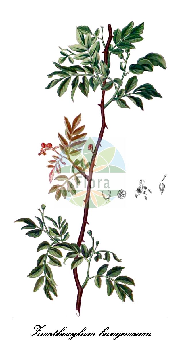 Historische Abbildung von Zanthoxylum bungeanum. Das Bild zeigt Blatt, Bluete, Frucht und Same. ---- Historical Drawing of Zanthoxylum bungeanum. The image is showing leaf, flower, fruit and seed.(Zanthoxylum bungeanum,Zanthoxylum,Gelbholz,Rutaceae,Rautengewächse,Rue family,Blatt,Bluete,Frucht,Same,leaf,flower,fruit,seed,Blanco (1875))