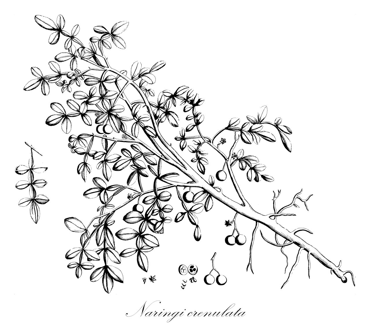 Naringi crenulata - Rutaceae,Plantae,Pteridobiotina,Angiosperms,Sapindales,Rutaceae,Naringi,Naringi crenulata,Hesperethusa crenulata, Limonia crenulata
