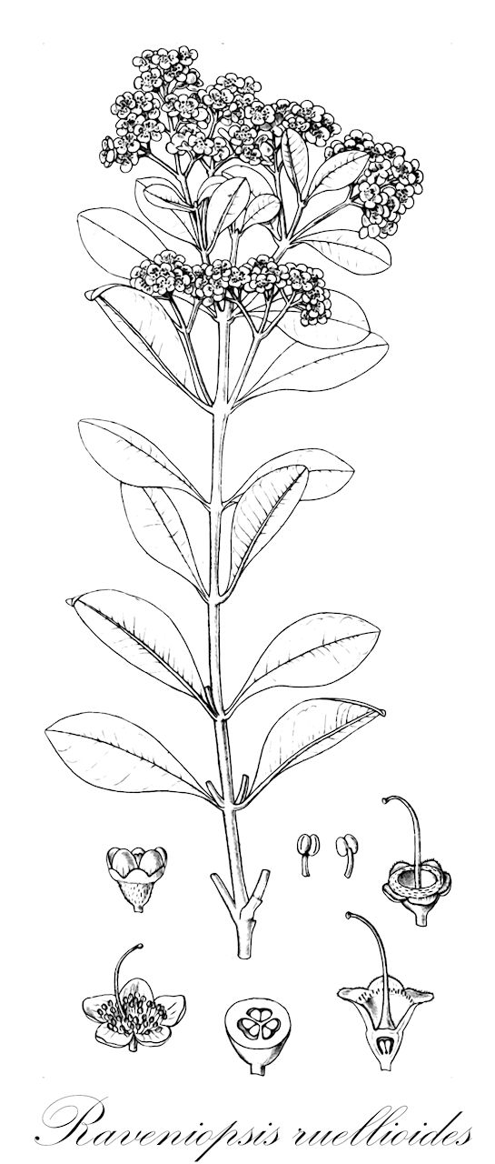 Raveniopsis ruellioides - Rutaceae,Plantae,Pteridobiotina,Angiosperms,Sapindales,Rutaceae,Raveniopsis,Raveniopsis ruellioides,Ravenia ruellioides, Ravenia ruellioides var. ptariana, Ravenia tatei, Raveniopsis ruellioides var. angusta, Raveniopsis ruellioides var. ruellioides