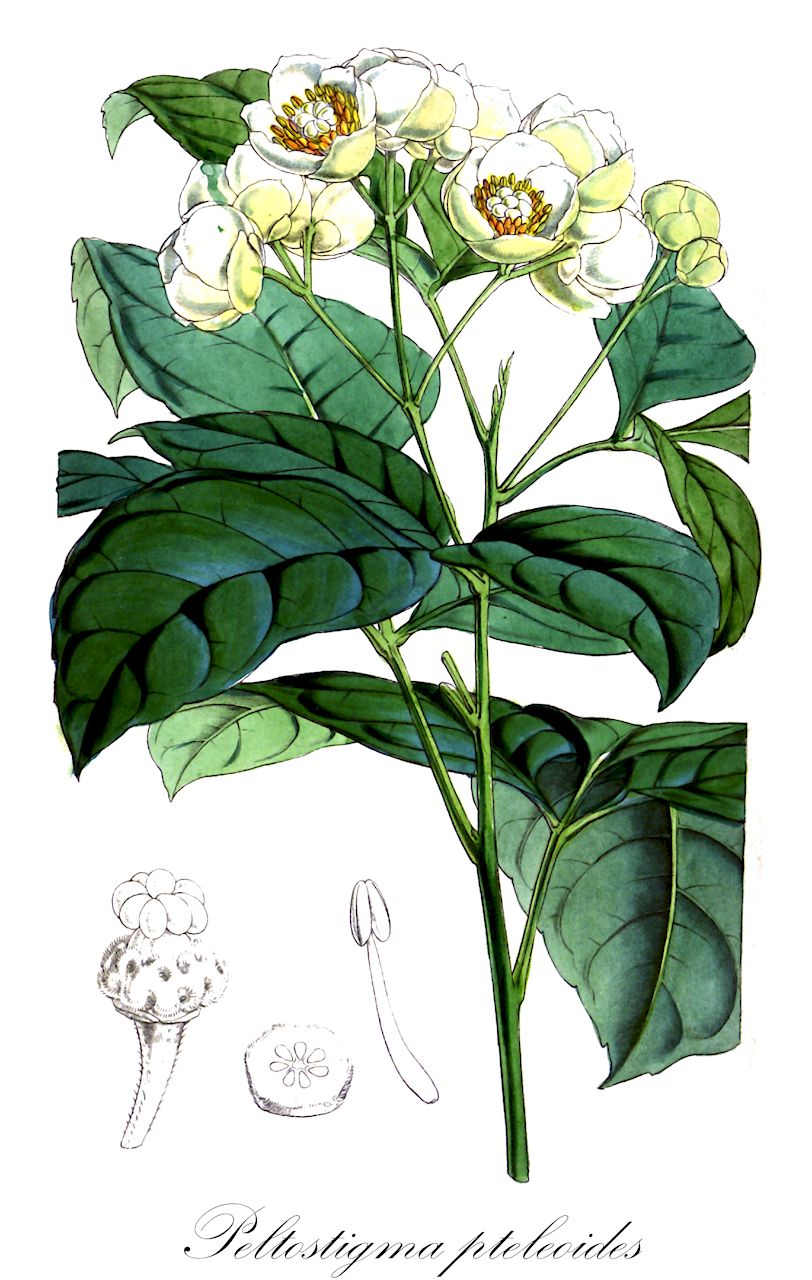 Peltostigma pteleoides - Rutaceae,Plantae,Pteridobiotina,Angiosperms,Sapindales,Rutaceae,Peltostigma,Peltostigma pteleoides,Pachystigma pteleoides, Peltostigma eximium, Peltostigma pentaphyllum