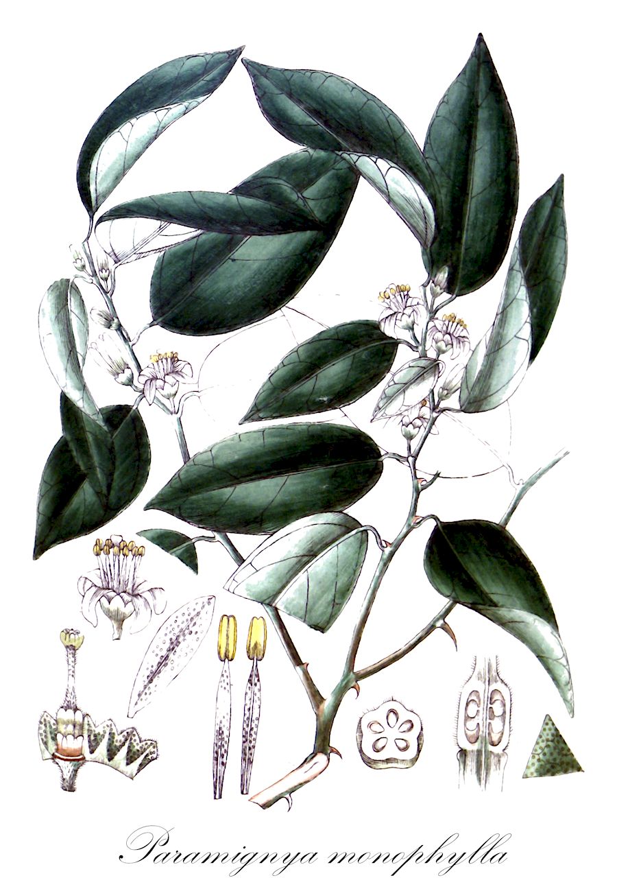 Paramignya monophylla - Rutaceae,Plantae,Pteridobiotina,Angiosperms,Sapindales,Rutaceae,Paramignya,Paramignya monophylla,Atalantia correae, Micromelum monophyllum