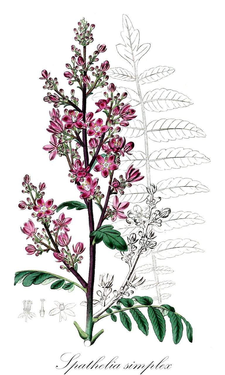Spathelia simplex - Rutaceae,Plantae,Pteridobiotina,Angiosperms,Sapindales,Rutaceae,Spathelia,Spathelia simplex,Spathe simplex, Spathelia sorbifolia