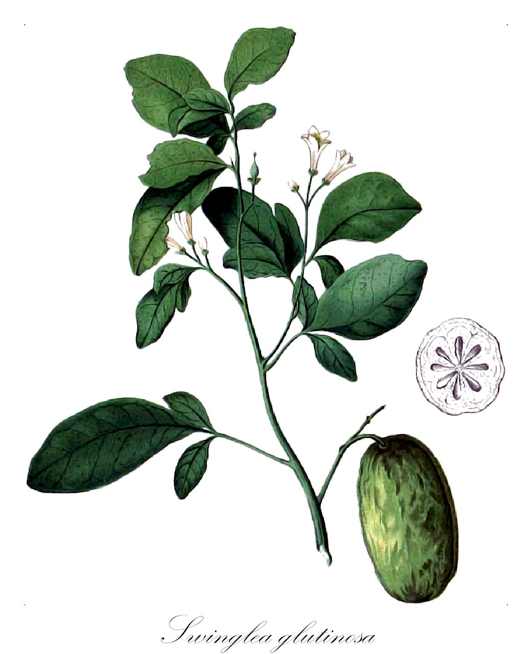 Swinglea glutinosa - Rutaceae,Plantae,Pteridobiotina,Angiosperms,Sapindales,Rutaceae,Swinglea,Swinglea glutinosa,Aegle glutinosa, Belou glutinosa, Chaetospermum glutinosum, Limonia glutinosa
