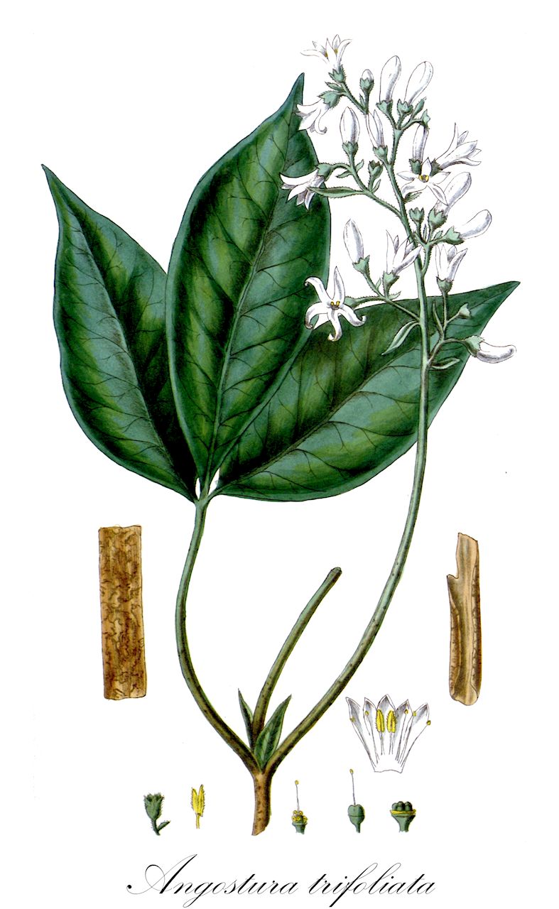 Angostura trifoliata - Rutaceae,Plantae,Pteridobiotina,Angiosperms,Sapindales,Rutaceae,Angostura,Angostura trifoliata,Angostura cuspare, Bonnetia trifoliata, Bonplandia angostura, Bonplandia angostura, Bonplandia candolleana, Bonplandia cuneifolia, Bonplandia trifoliata, Cusparia angostura, Cusparia febrifuga, Cusparia officinalis, Cusparia trifoliata, Galipea corymbosa, Galipea cusparia, Galipea officinalis, Galipea trifoliata, Sciuris officinalis,Angosturabaum;Angosturarinde