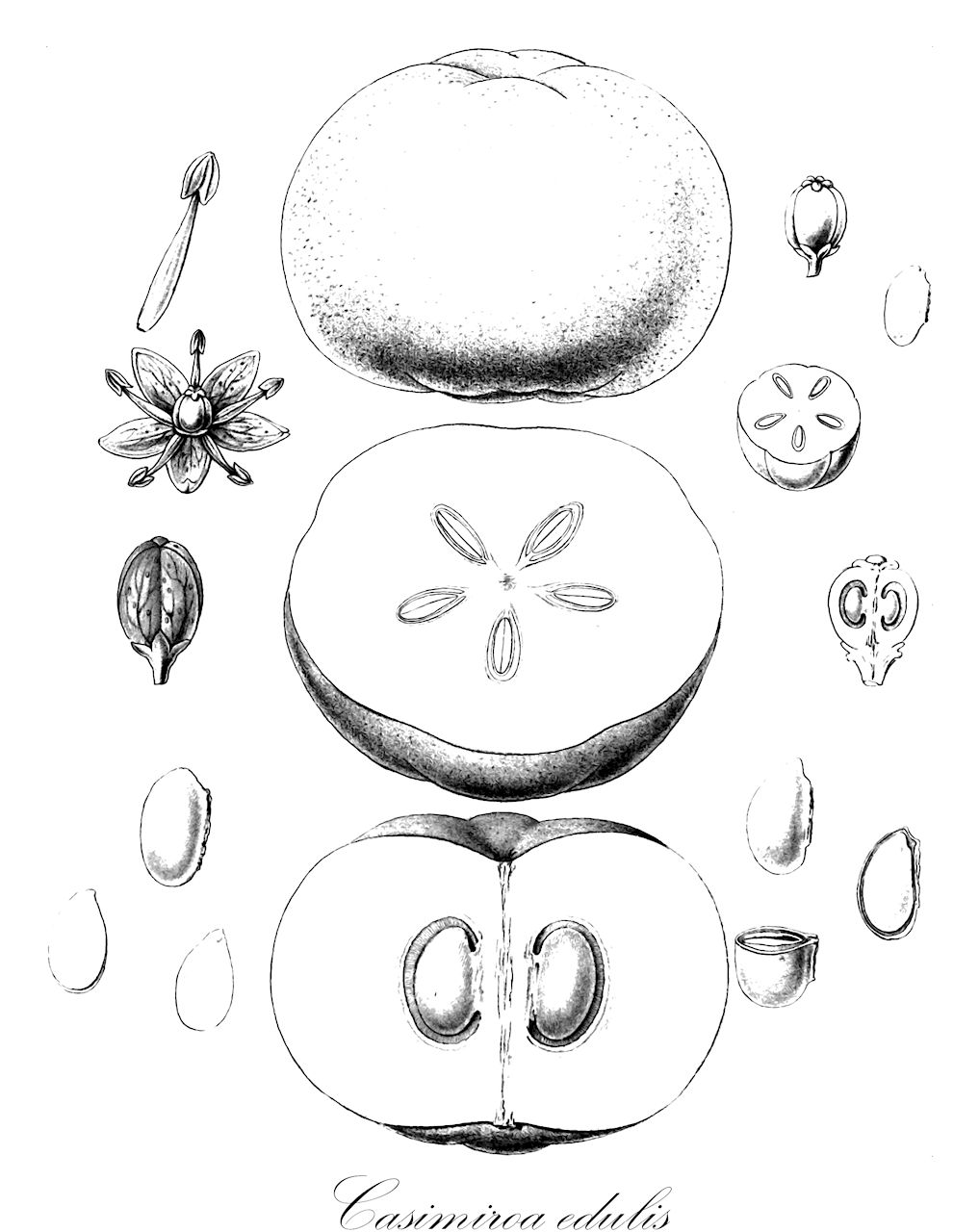 Casimiroa edulis - Rutaceae,Plantae,Pteridobiotina,Angiosperms,Sapindales,Rutaceae,Casimiroa,Casimiroa edulis,Casimiroa edulis f. microcarpa, Casimiroa sapota, Casimiroa sapota f. comitana, Casimiroa sapota f. costarricensis, Casimiroa sapota f. glabrata, Casimiroa sapota f. jaliscana, Casimiroa sapota f. macrocarpa, Casimiroa sapota f. ovandoensis, Casimiroa sapota var. villosa, Fagara bombacifolia, Zanthoxylum araliaceum, Zanthoxylum bombacifolium