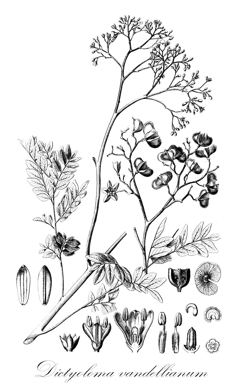 Dictyoloma vandellianum - Rutaceae,Plantae,Pteridobiotina,Angiosperms,Sapindales,Rutaceae,Dictyoloma,Dictyoloma vandellianum,Benjamina alata, Benjamina peruviana, Dictyoloma incanescens, Dictyoloma peruvianum