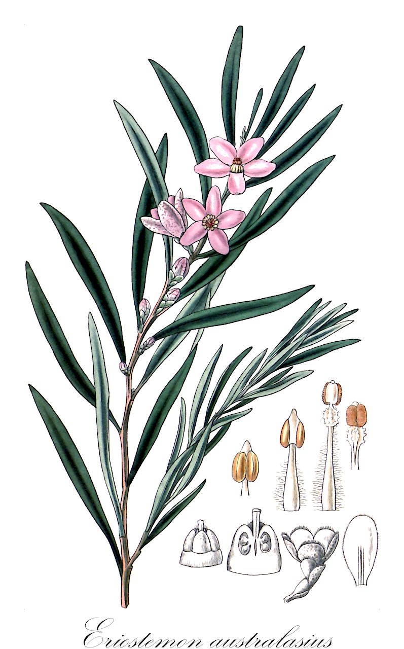 Eriostemon australasius - Rutaceae,Plantae,Pteridobiotina,Angiosperms,Sapindales,Rutaceae,Eriostemon,Eriostemon australasius,Crowea scabra, Eriostemon lanceolatus, Eriostemon salicifollus