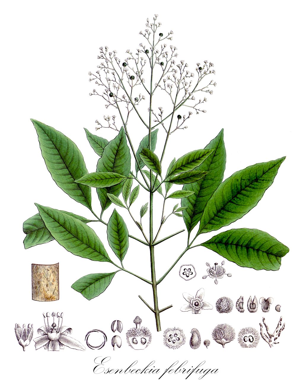 Esenbeckia febrifuga - Rutaceae,Plantae,Pteridobiotina,Angiosperms,Sapindales,Rutaceae,Esenbeckia,Esenbeckia febrifuga,Colythrum febrifugum, Esenbeckia febrifuga var. fruticosa, Esenbeckia gracilis, Evodia febrifuga, Metrodorea gracilis