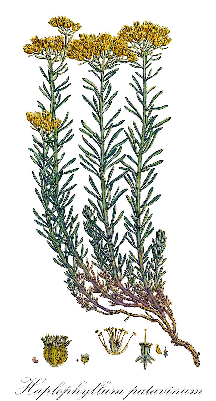 Haplophyllum patavinum - Rutaceae,Plantae,Pteridobiotina,Angiosperms,Sapindales,Rutaceae,Haplophyllum,Haplophyllum patavinum,Ruta patavina,Padueser Zwergraute;haplofil;kamenjarska rutvača;rumena rutica
