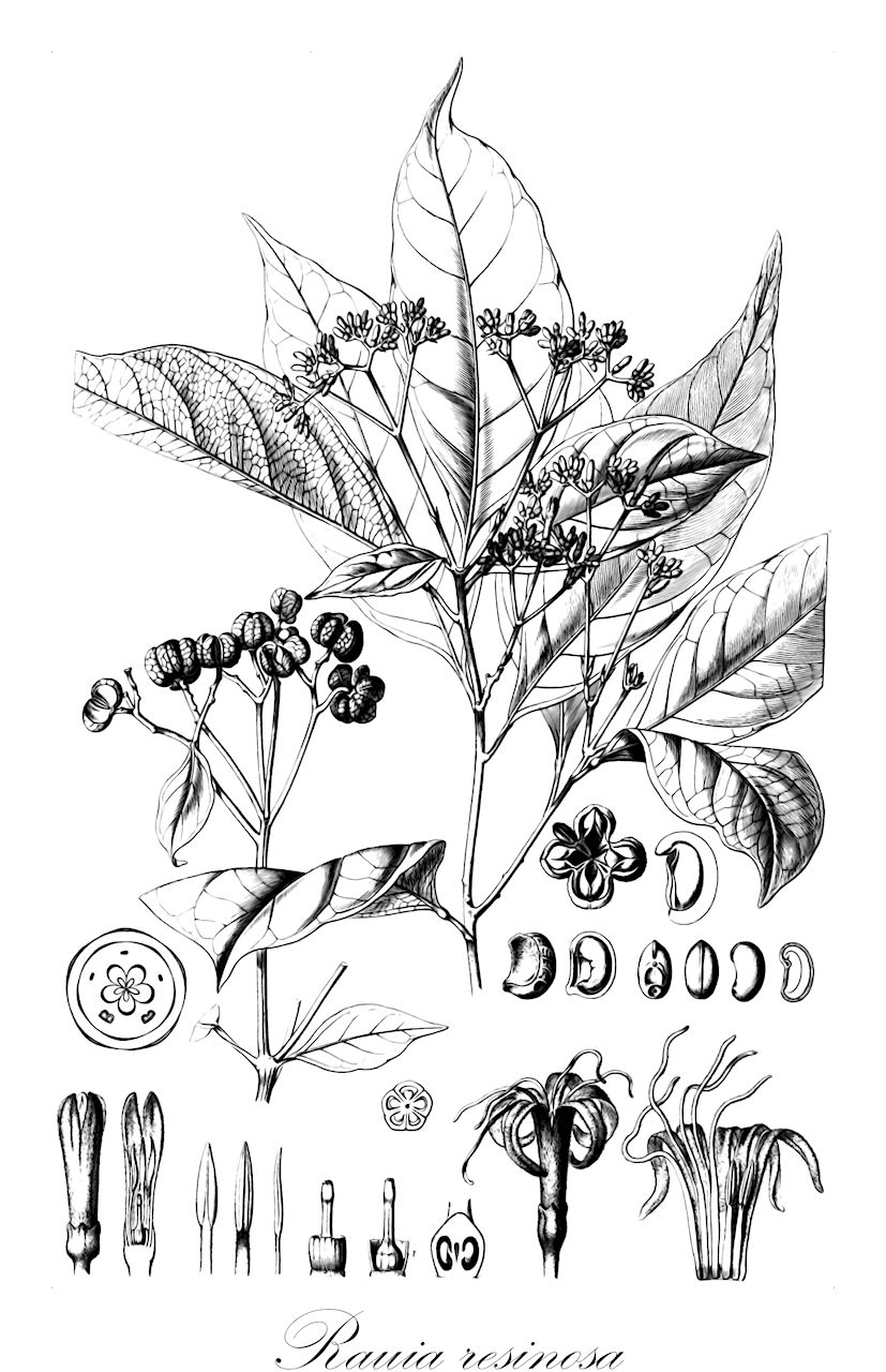 Rauia resinosa - Rutaceae,Plantae,Pteridobiotina,Angiosperms,Sapindales,Rutaceae,Rauia,Rauia resinosa,Angostura resinosa, Bonplandia resinosa, Esenbeckia lucida, Galipea lucida, Galipea resinosa