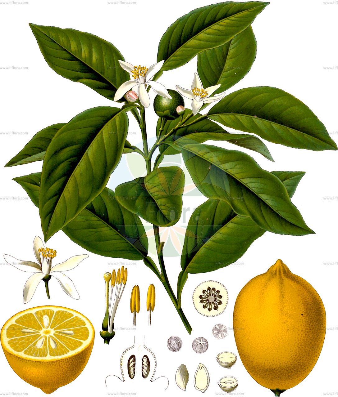 Citrus limon - Rutaceae,Plantae,Pteridobiotina,Angiosperms,Sapindales,Rutaceae,Citrus,Citrus limon,Citrus adamii, Citrus aurantium subsp. bergamia, Citrus aurantium subsp. bergamia, Citrus aurantium var. mellarosa, Citrus aurata, Citrus bergamia, Citrus bergamia subsp. mellarosa, Citrus bergamia var. parva, Citrus bergamota, Citrus limetta, Citrus limetta subsp. murcica, Citrus limettioides, Citrus limodulcis, Citrus limon var. pompia, Citrus limonelloides, Citrus limonia, Citrus limonia var. digitata, Citrus limonum, Citrus medica f. limon, Citrus medica f. limon, Citrus medica subsp. limonia, Citrus medica subsp. limonum, Citrus medica var. limon, Citrus medica var. limonum, Citrus medica var. limonum, Citrus mellarosa, Citrus mellarosa var. plena, Citrus mellarosa var. vulgaris, Citrus meyeri, Citrus meyerii, Citrus volkameriana, Citrus vulgaris, Citrus vulgaris, Limon vulgaris,Bergamotte;Citrone;Limone;Zitrone;Bergamottzitrone;Lemandarin;Mandarinen-Limette;Rangpur;Volkamer Zitrone;Bergamotte