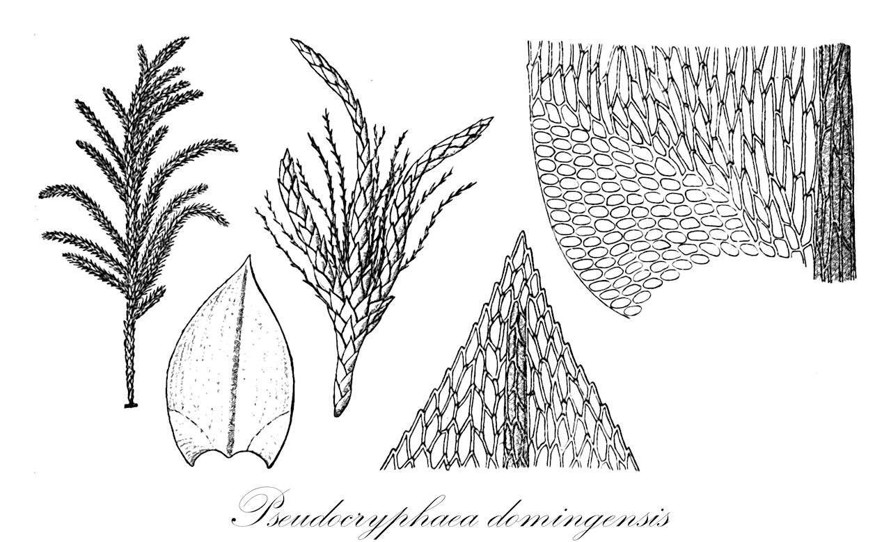Pseudocryphaea domingensis - Rutenbergiaceae,Plantae,Bryobiotina,Bryophyta,Bryopsida,Bryidae,Hypnanae,Hypnales,Rutenbergiaceae,Pseudocryphaea,Pseudocryphaea domingensis,Cryphaea leptoclada, Hypnum nudicaule, Leucodon domingensis, Leucodon domingensis var. mauryanus, Neckera domingensis, Pilotrichum flagelliferum, Pseudocryphaea flagellifera, Pterigynandrum domingense, Pterigynandrum flagelliferum, Pterigynandrum nudicaule