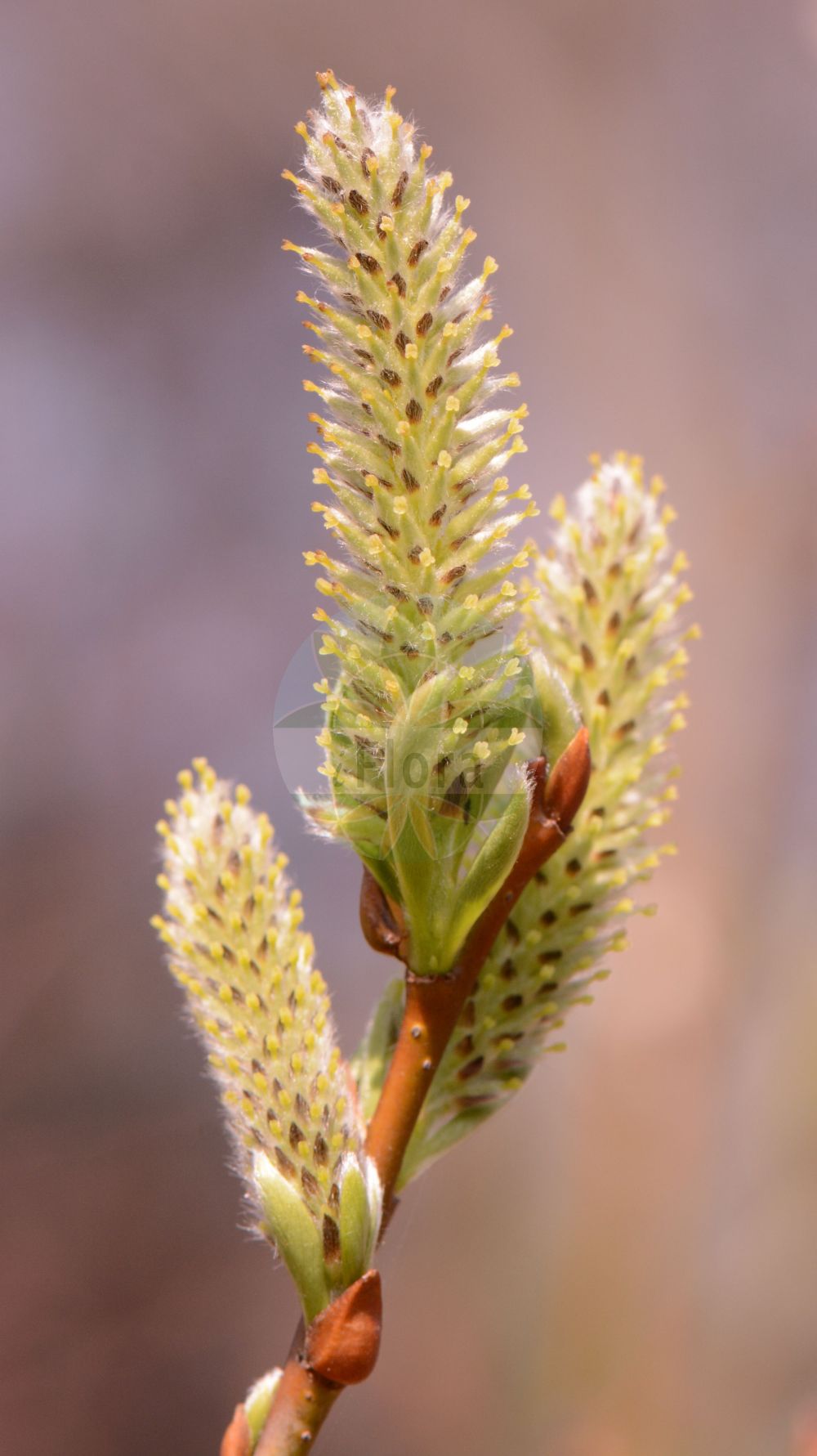 Salix bicolor - Salicaceae,Plantae,Pteridobiotina,Angiosperms,Malpighiales,Salicaceae,Salix,Salix bicolor,Diplima weigeliana, Salix cantabrica, Salix schraderiana, Salix weigeliana, Vimen bicolor,Zweifarben-Weide;Zweifarbige Weide;Harzer Weide;tea-leaved willow;pussy willow;silver willow;willow;Saule à deux couleurs;saule bicolore;saule des Cantabriques;sauce de dos colores;sauce cantábrico;sauce cántabro;Salice bicolore;ива двуцветная;ива кантабрийская;salze bicolor;gatell cantábric;gullvide;wierzba dwubarwna;vrba dvoubarvá;gullvier