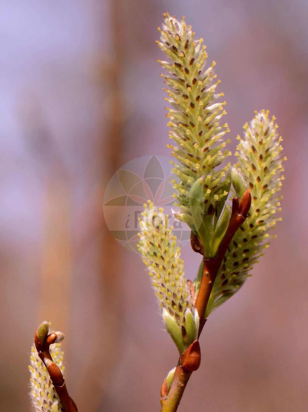 Salix bicolor - Salicaceae,Plantae,Pteridobiotina,Angiosperms,Malpighiales,Salicaceae,Salix,Salix bicolor,Diplima weigeliana, Salix cantabrica, Salix schraderiana, Salix weigeliana, Vimen bicolor,Zweifarben-Weide;Zweifarbige Weide;Harzer Weide;tea-leaved willow;pussy willow;silver willow;willow;Saule à deux couleurs;saule bicolore;saule des Cantabriques;sauce de dos colores;sauce cantábrico;sauce cántabro;Salice bicolore;ива двуцветная;ива кантабрийская;salze bicolor;gatell cantábric;gullvide;wierzba dwubarwna;vrba dvoubarvá;gullvier