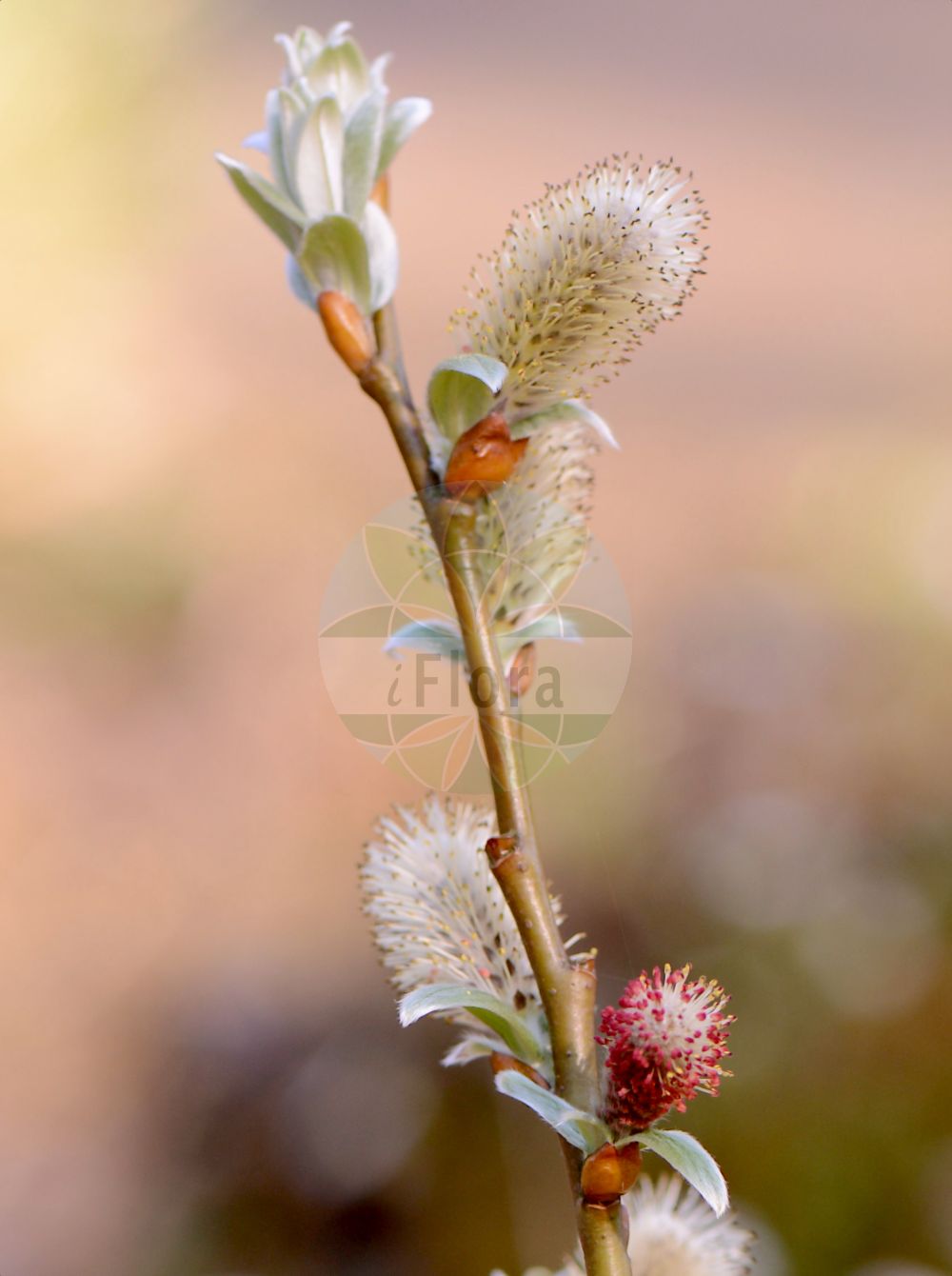 Salix helvetica - Salicaceae,Plantae,Pteridobiotina,Angiosperms,Malpighiales,Salicaceae,Salix,Salix helvetica,Salix gmeliniana, Salix nivea,Schweizer Weide;Saule de Suisse;saule helvétique;Salice elvetico;ива швейцарская;wierzba szwajcarska