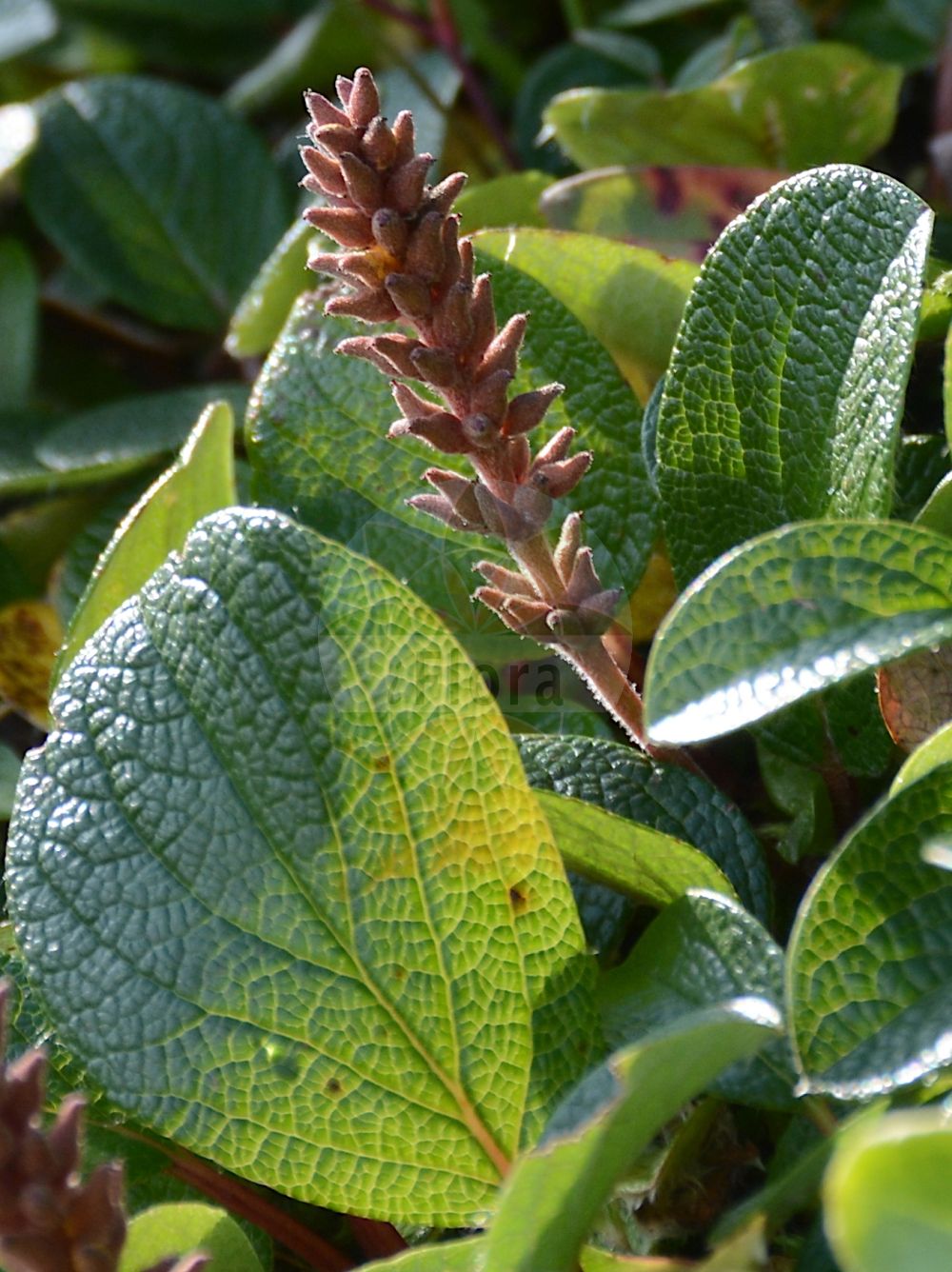 Salix reticulata - Salicaceae,Plantae,Pteridobiotina,Angiosperms,Malpighiales,Salicaceae,Salix,Salix reticulata,Chamitea reticulata, Nectusion reticulata, Oisodix reticulata, Salix orbicularis, Salix reticulata subsp. glabellicarpa, Salix reticulata subsp. orbicularis, Salix reticulata subsp. reticulata, Salix reticulata var. gigantifolia, Salix reticulata var. reticulata, Salix reticulata var. semicalva, Salix reticulata var. subrotunda,Netz-Weide;net-leaved willow;net-leaf willow;netted willow;reticulate willow;netleaf willow;Saule réticulé;saule à réseau;sauce reticulado;Salice reticulato;salice reticolato;ива сетчатая;shelg;salenca reticulada;nätvide;netpil;wierzba żyłkowana;mrežolistna vrba;salcie pitica;верба сітчаста;мрежолистна върба;rynkevier;verkkolehtipaju